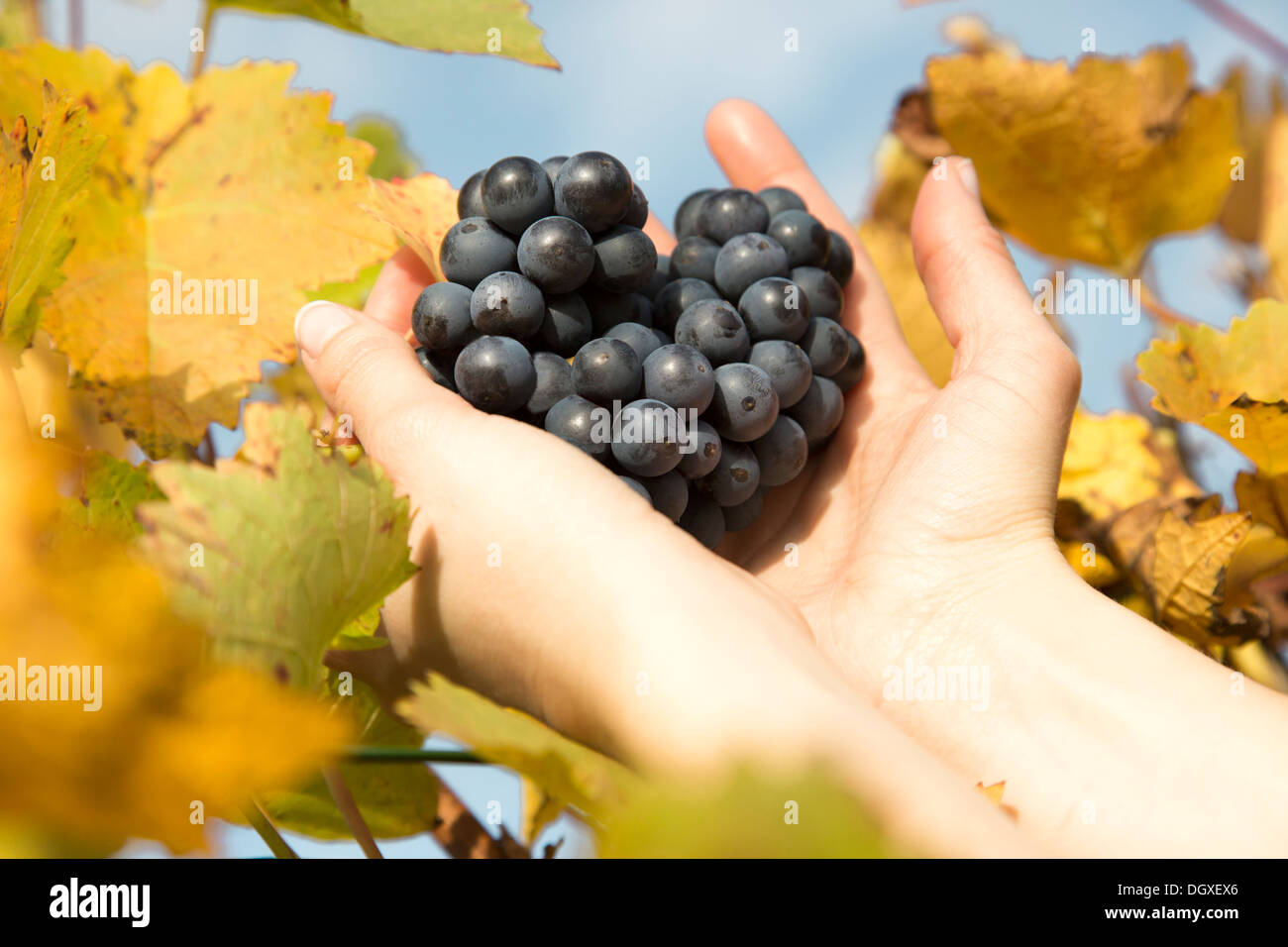 Mains d'une jeune femme tenant le raisin noir Banque D'Images