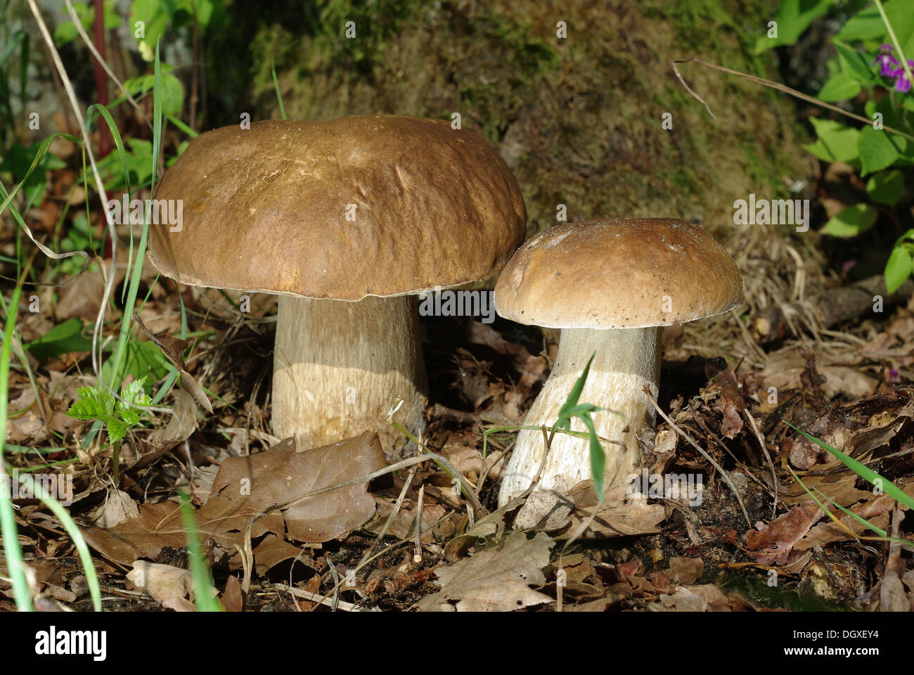 Sur fond de boletus deux tronc de chêne Banque D'Images