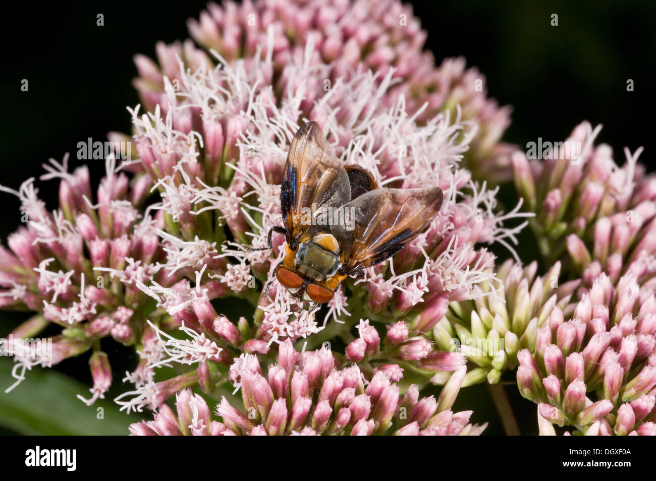 Un bug-parasitaires comme fly, Phasia hemiptera  = Alophora hemiptera, parasite d'shieldbugs. Hants. Banque D'Images