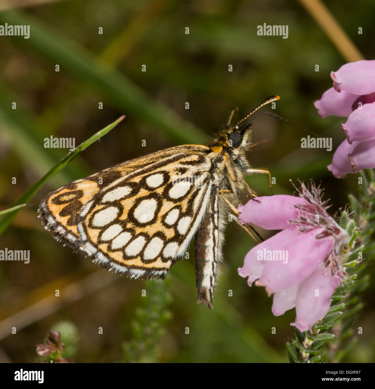 Grand Skipper à damiers, Heteropterus morpheus, l'alimentation en contre-leaved Heath. Landes, Normandie, France. Banque D'Images