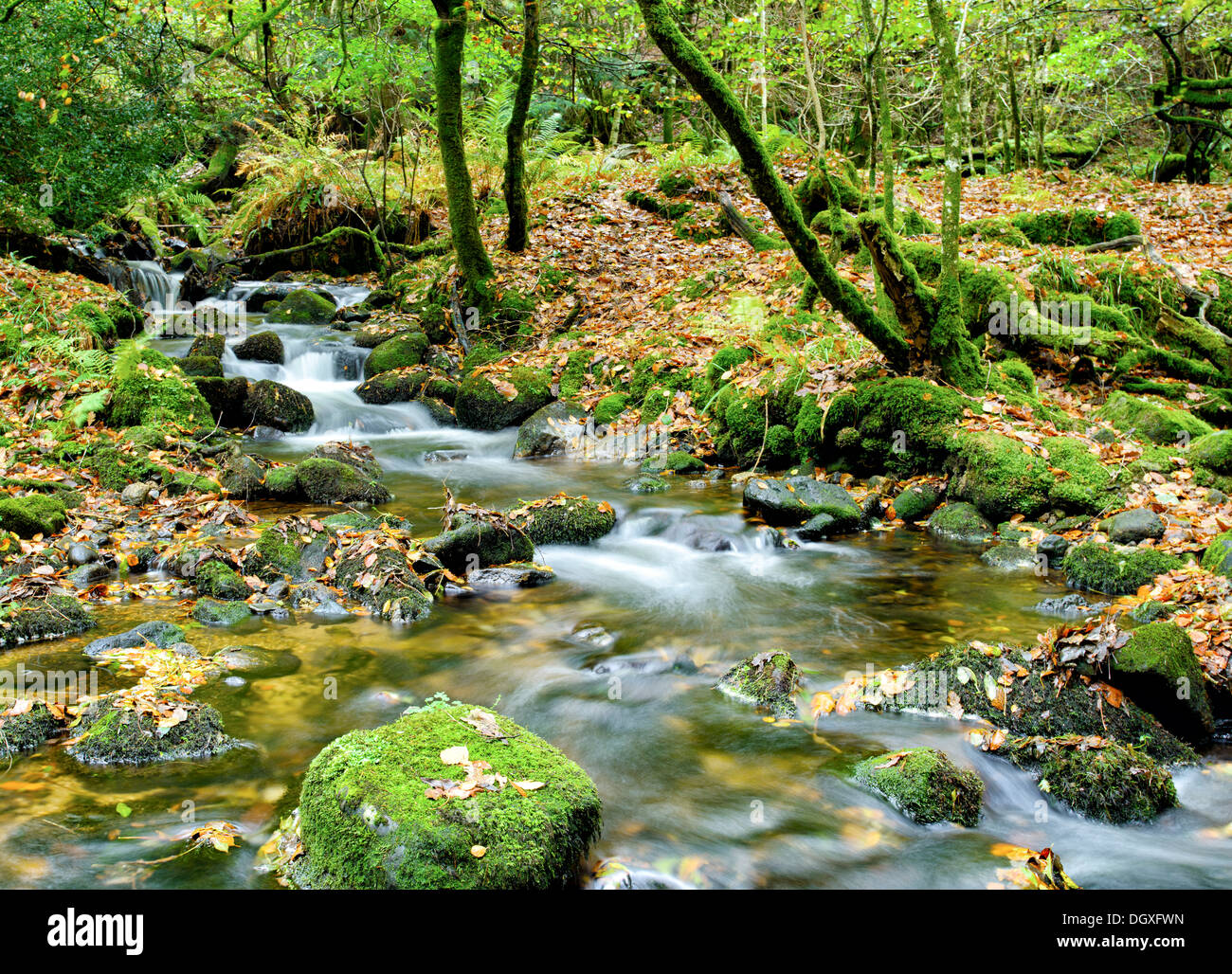 La rivière Meavy en cascade sur les roches moussues par Burrator Bois dans le parc national du Dartmoor dans le Devon Banque D'Images