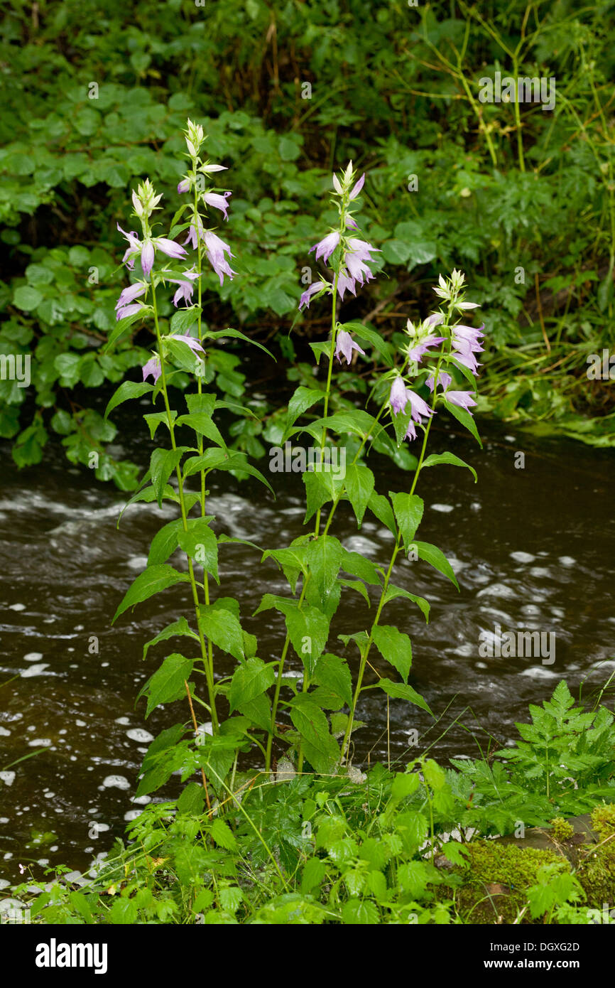 Giant Bellflower, Campanula latifolia en fleur par la rivière de montagne. Banque D'Images