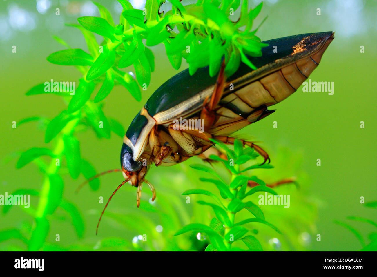 Du grand (Dytiscus marginalis) Banque D'Images