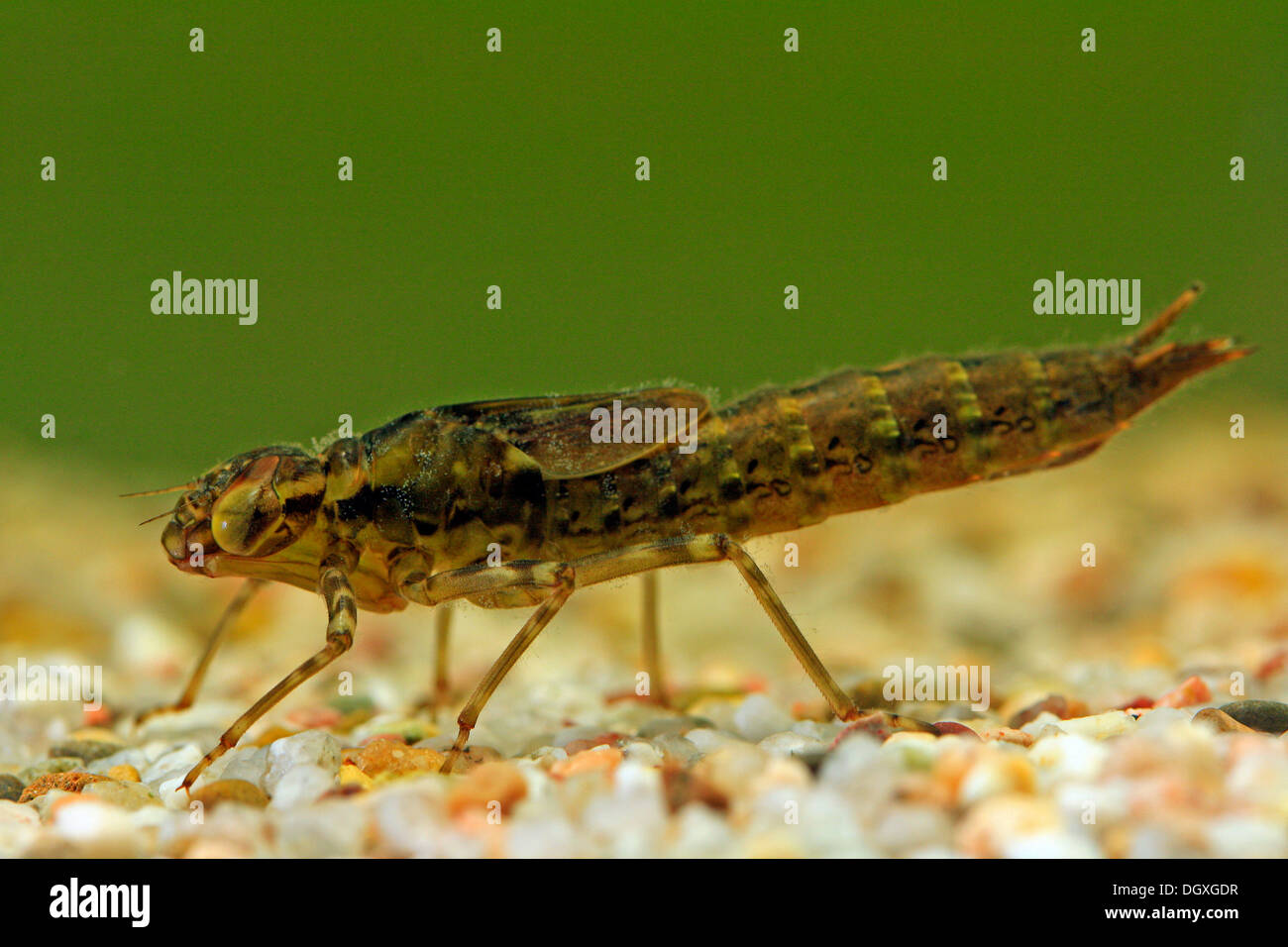 Dragon fly larva Banque de photographies et d’images à haute résolution Alamy