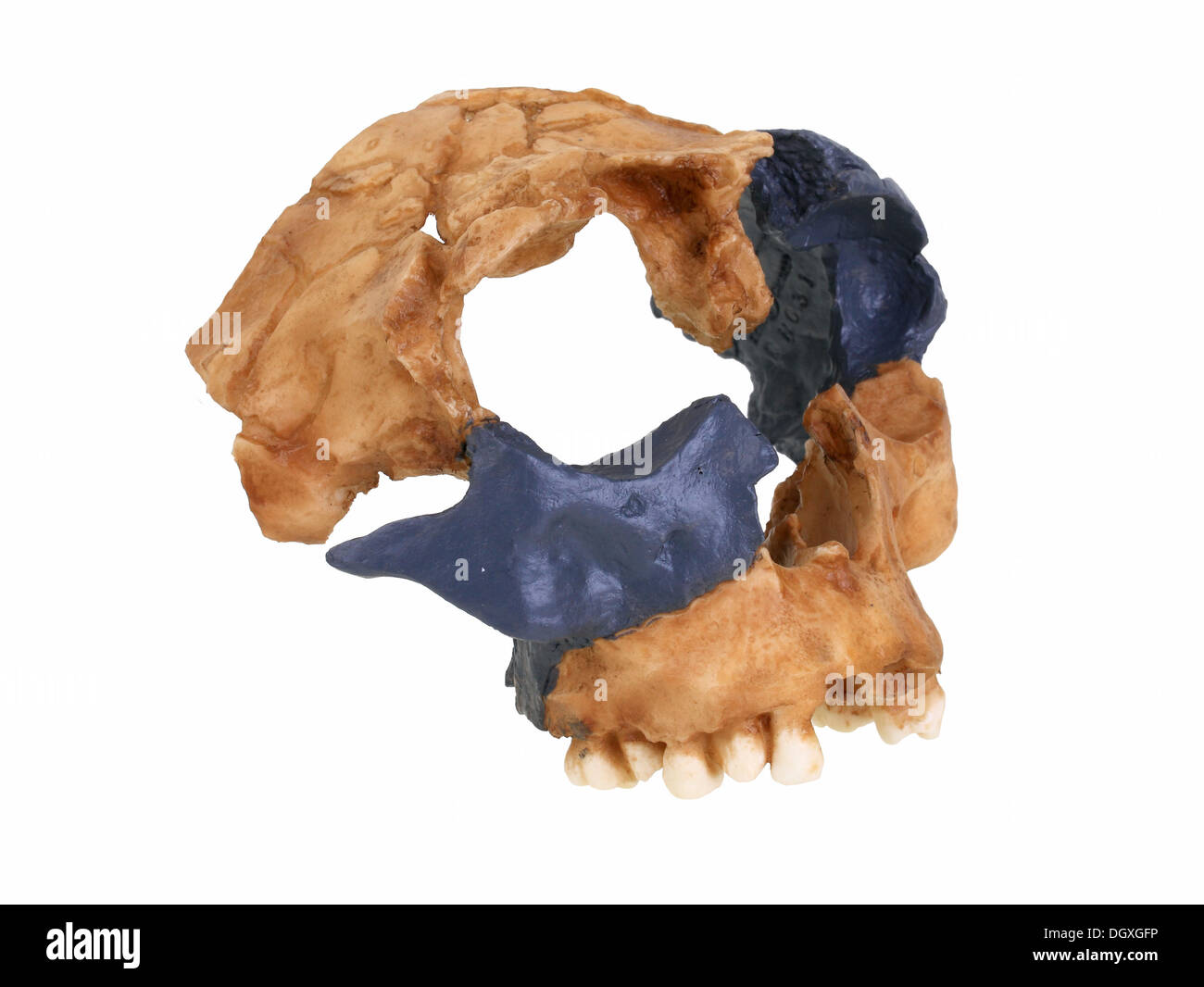 Replica crâne d'Homo antecessor, évolution de l'espèce humaine Banque D'Images