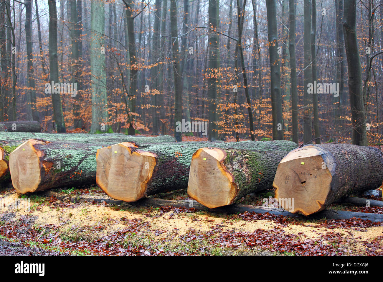 Chêne précieux pour les placages allongé sur un chemin forestier prêt pour une vente aux enchères, Krofdorfer forêt, Hesse Banque D'Images