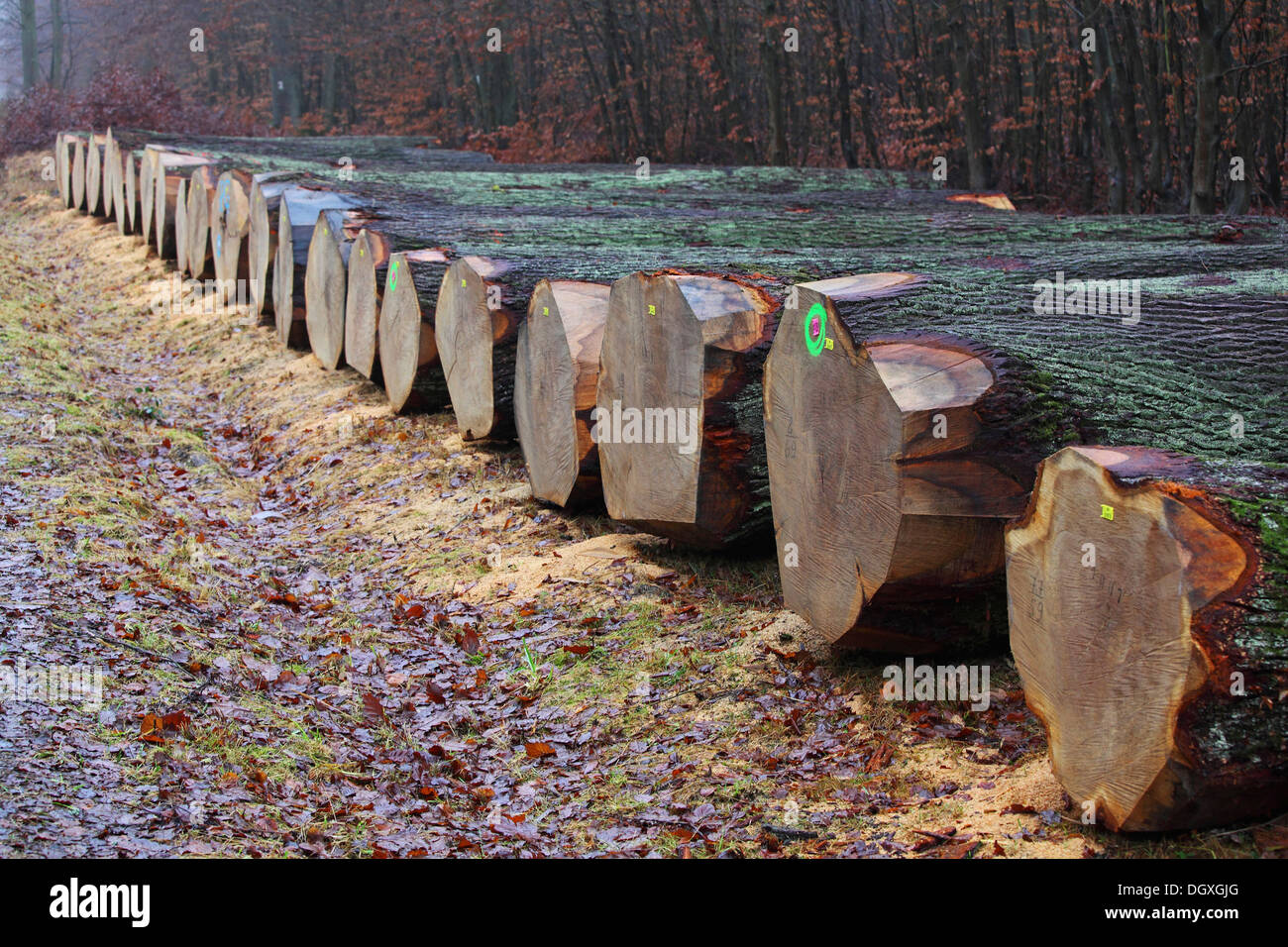 De précieuses lignes de chêne, placage chêne, couché sur un chemin forestier prêt pour une vente aux enchères, Krodorf forêt, Hesse Banque D'Images