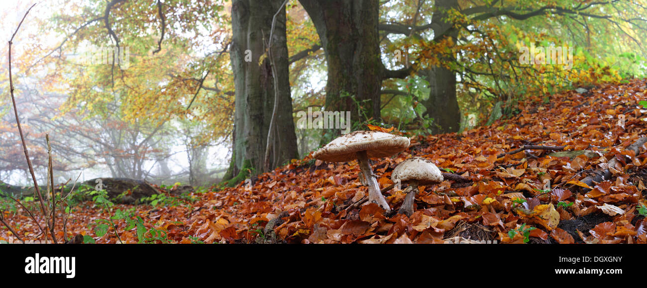 Panorama, Parasol Mushrooms (Lepiota procera) et vieux hêtre (Fagus), arbres en automne et brumeux de l'humeur, Breidscheid, Westerwald, Hesse Banque D'Images