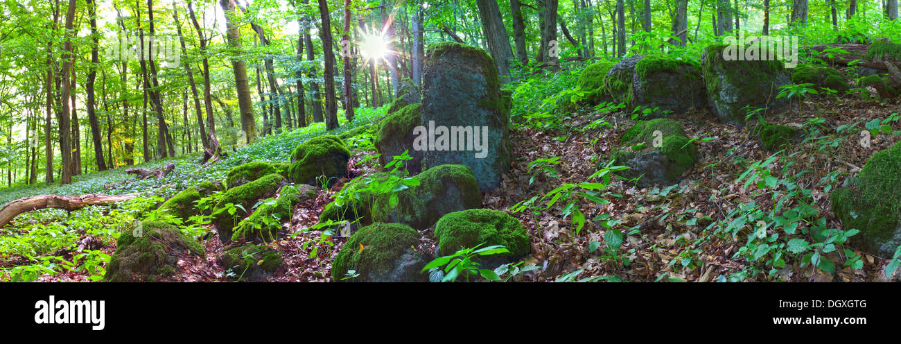 Les pierres de basalte couvert de mousse dans une forêt de printemps avec le soleil levant, Westerwald, Greifenstein, Märkischer Kreis, Hesse, Allemagne Banque D'Images