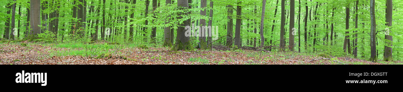 Vue panoramique, forêt de hêtres (Fagus sylvatica), printemps, plusieurs jours après, la foliation Greifenstein, Westerwald, Hesse, Allemagne Banque D'Images