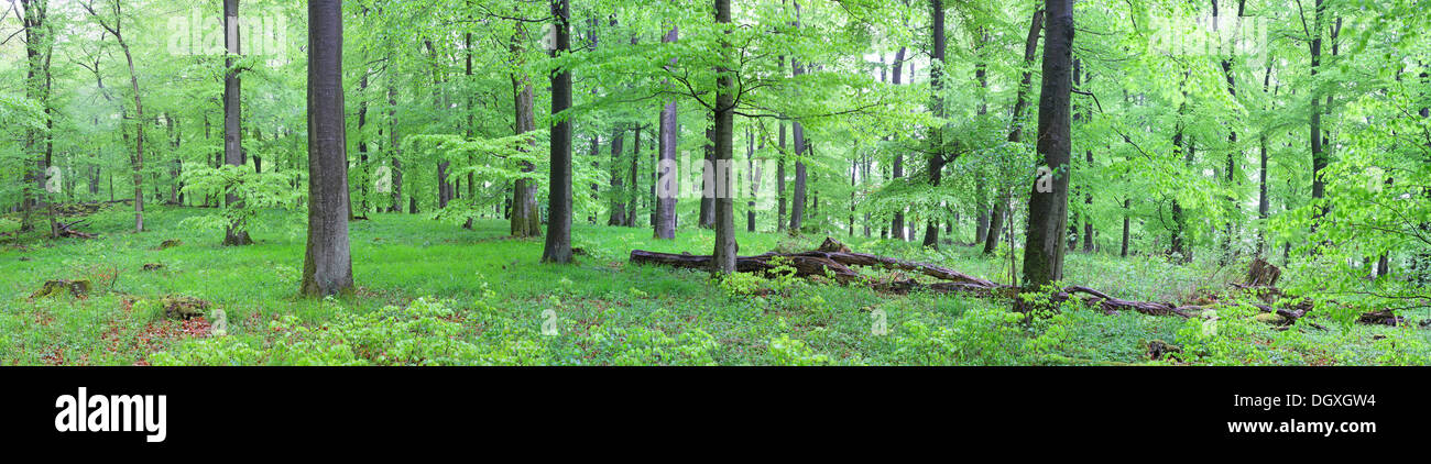 Vue panoramique, forêt de hêtres (Fagus sylvatica) avec le bois mort, printemps, plusieurs jours après, la foliation Greifenstein, Westerwald Banque D'Images