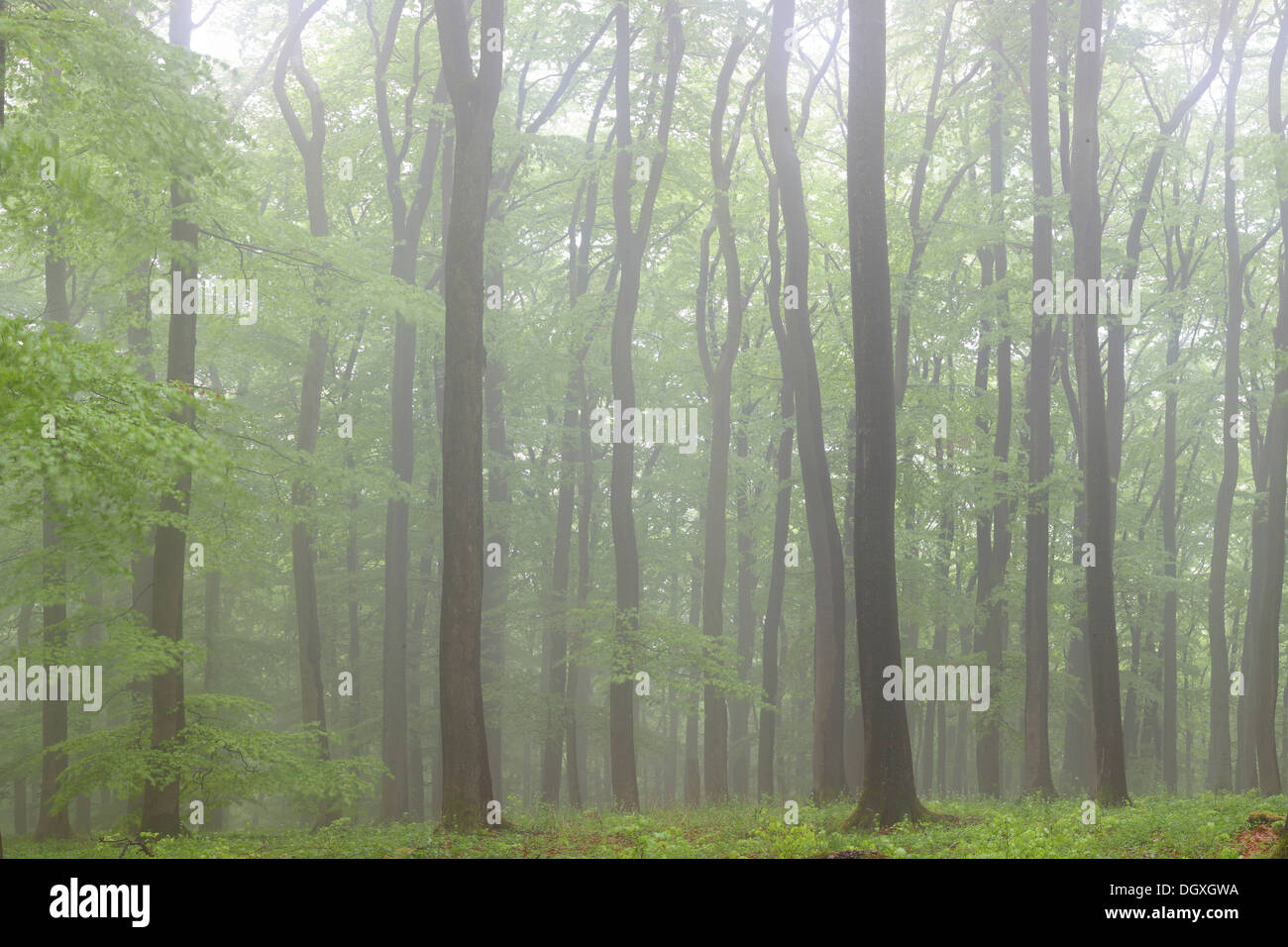 Le brouillard dans une forêt de hêtres (Fagus sylvatica), printemps, plusieurs jours après, la foliation Greifenstein, Westerwald, Hesse, Allemagne Banque D'Images