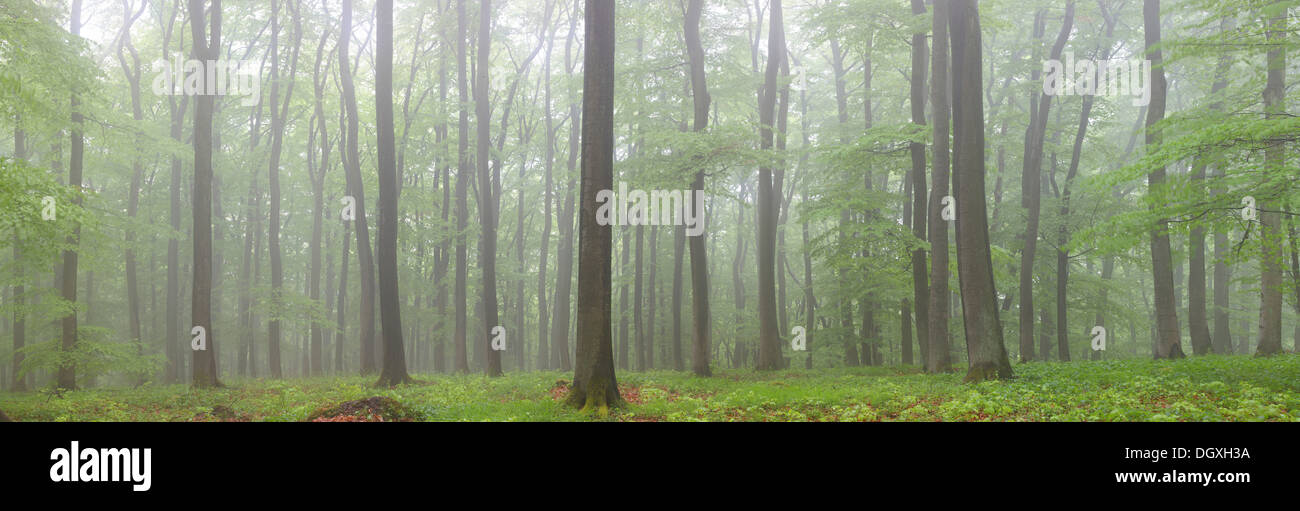 Vue panoramique, le brouillard dans une forêt de hêtres (Fagus sylvatica), printemps, plusieurs jours après, la foliation Greifenstein, Westerwald, Hesse Banque D'Images