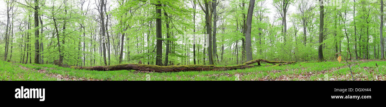 Vue panoramique, forêt de hêtres (Fagus sylvatica), printemps, plusieurs jours après, la foliation Greifenstein, Westerwald, Hesse, Allemagne Banque D'Images