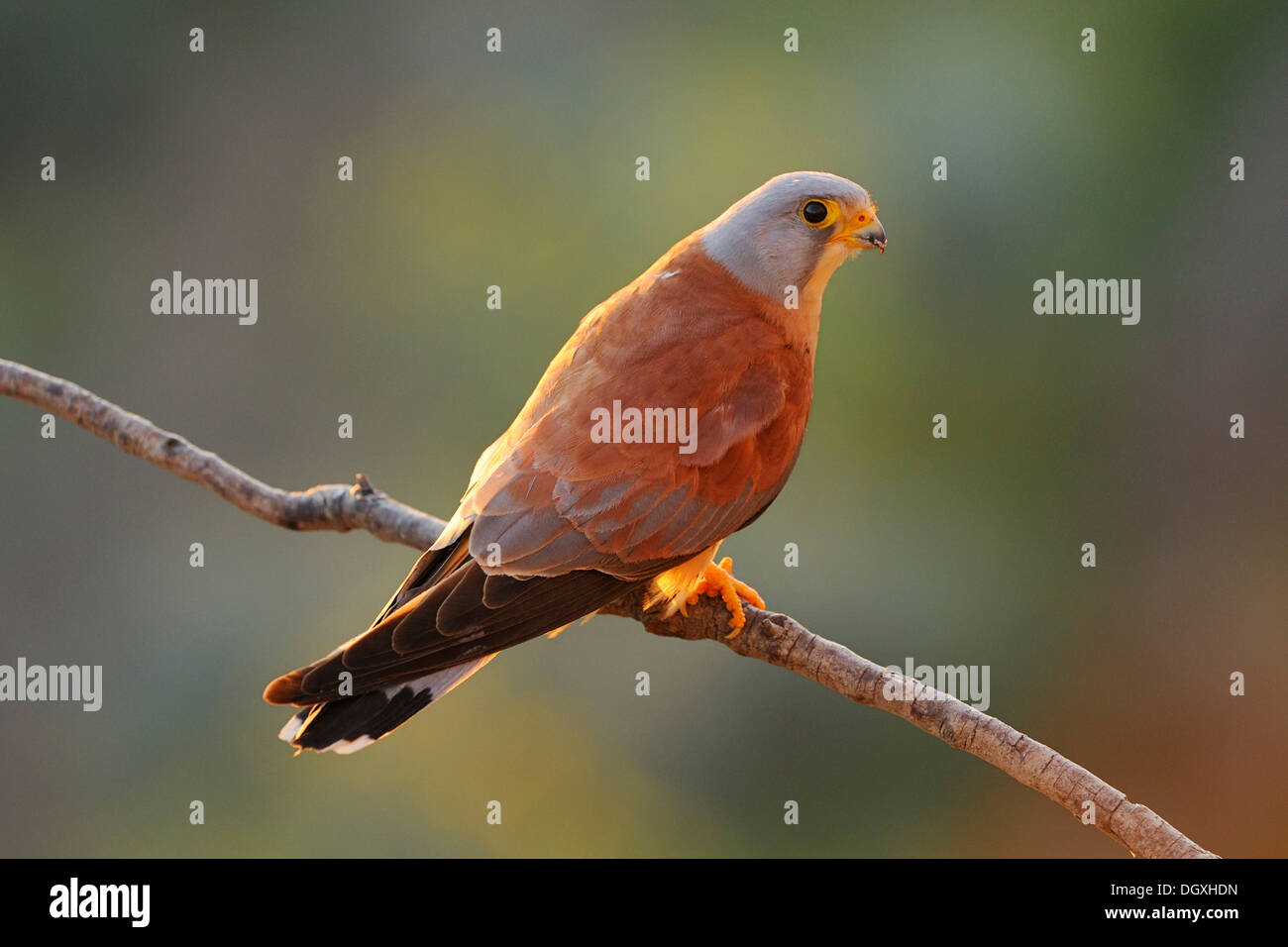 Faucon crécerellette (Falco naumanni), homme, perché sur une branche Banque D'Images