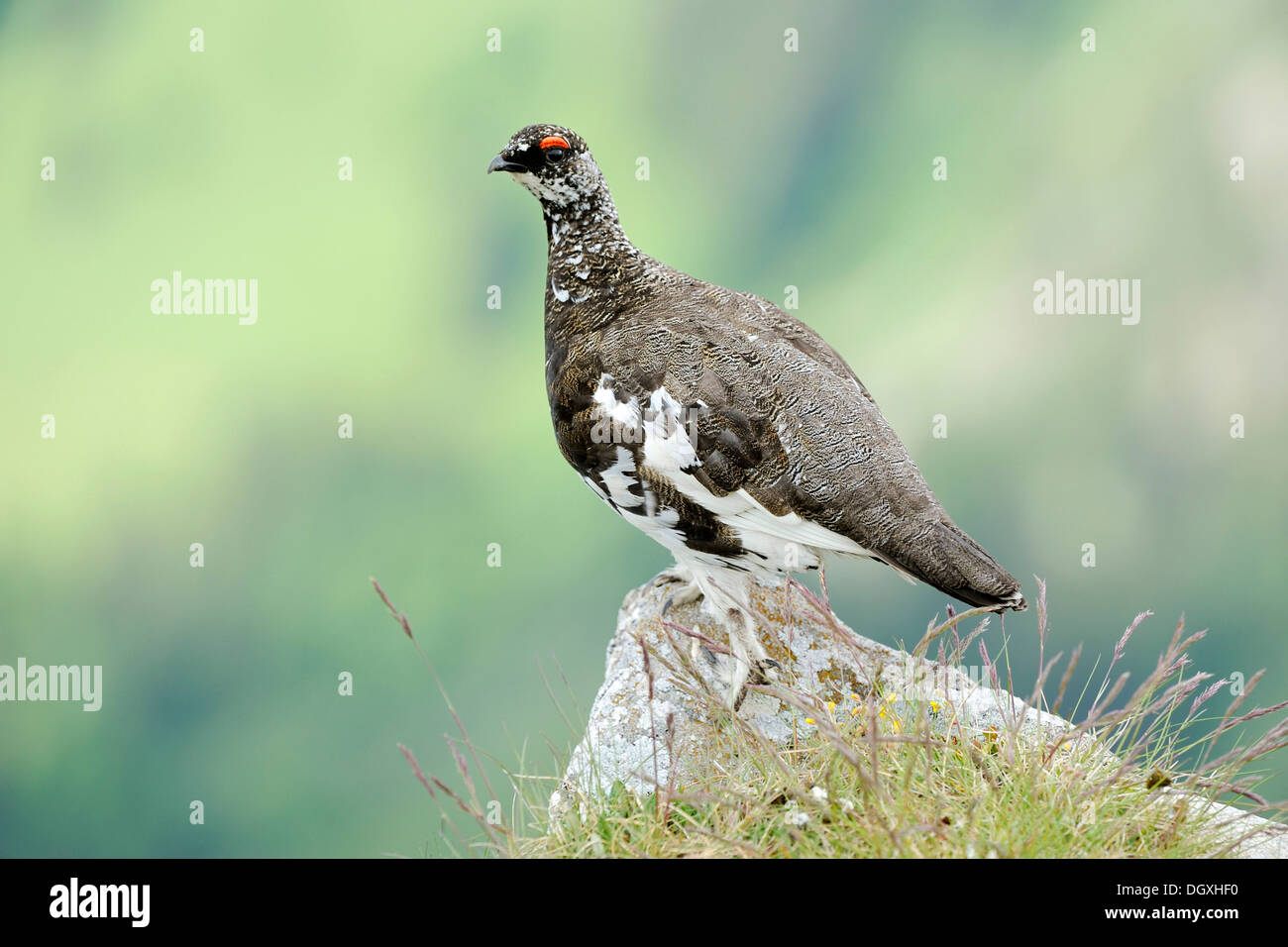 Lagopède ou le lagopède alpin (Lagopus muta), homme, été plumage, perché sur la roche, Wang, Oberland Bernois, Suisse Banque D'Images