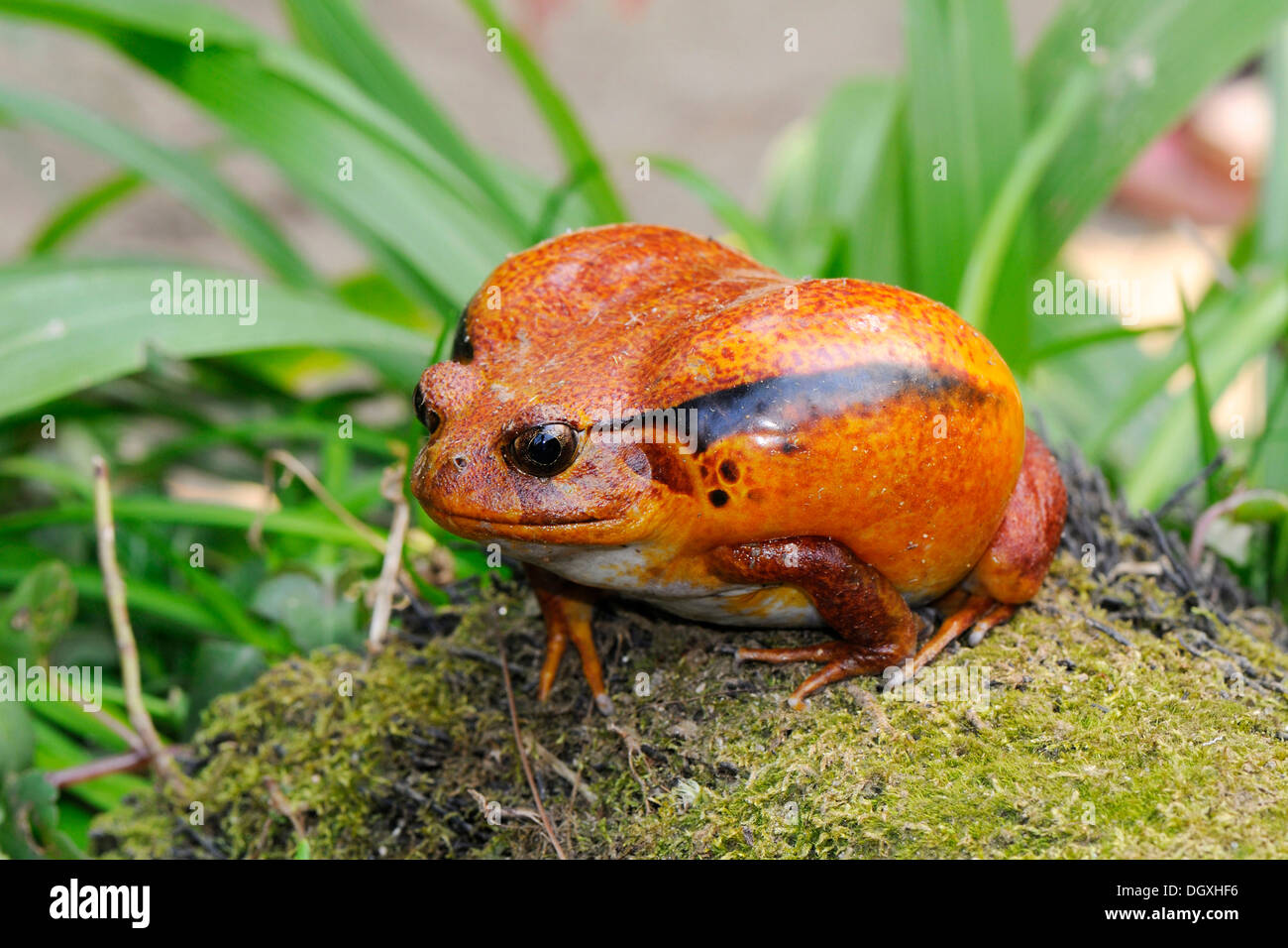 (Dyscophus antongilii Grenouille tomate), Madagascar, Afrique Banque D'Images