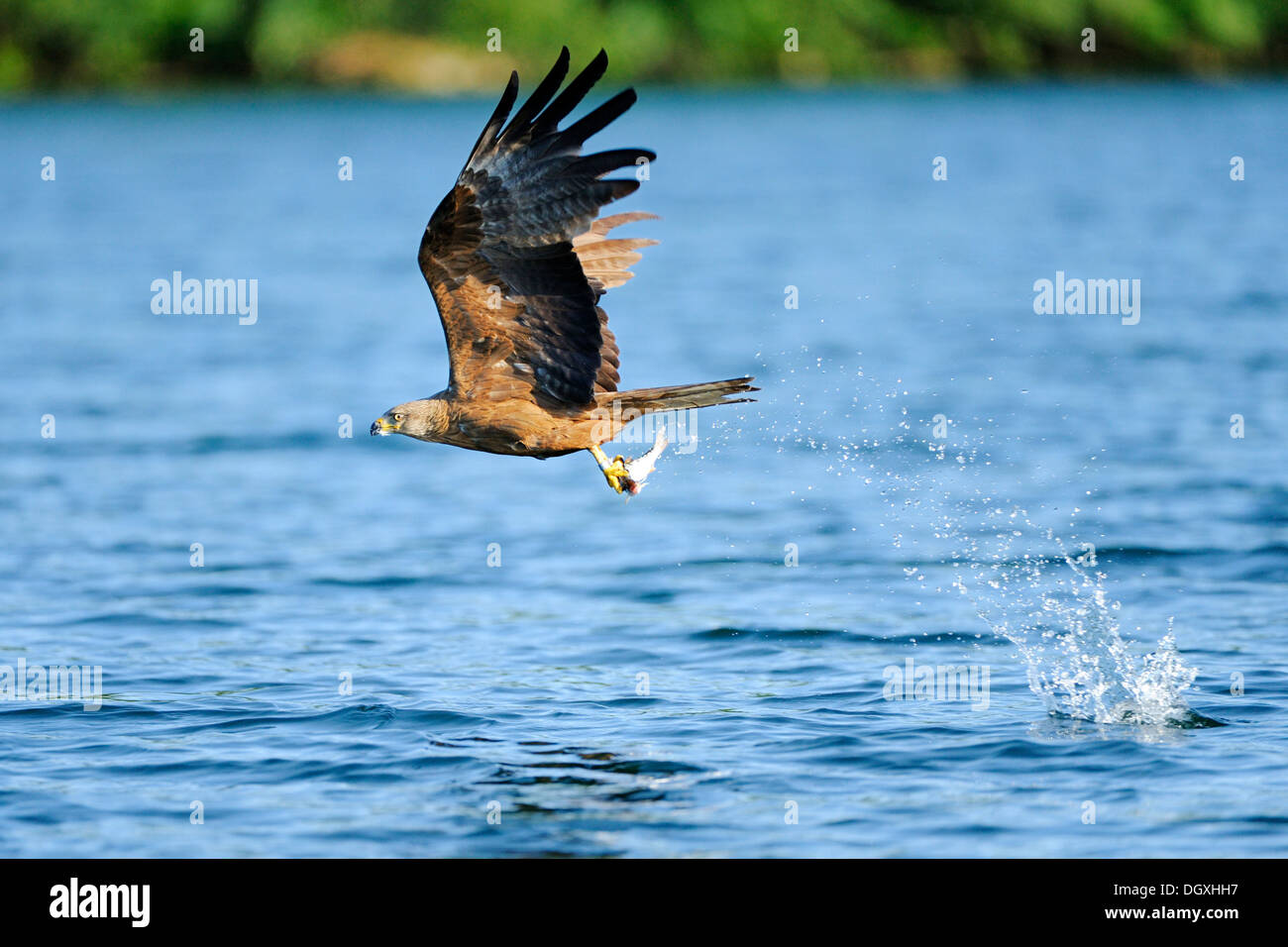 Milan noir (Milvus migrans), avec des poissons dans ses serres, Schmaler Luzin, lac Feldberg, Mecklembourg-Poméranie-Occidentale Banque D'Images