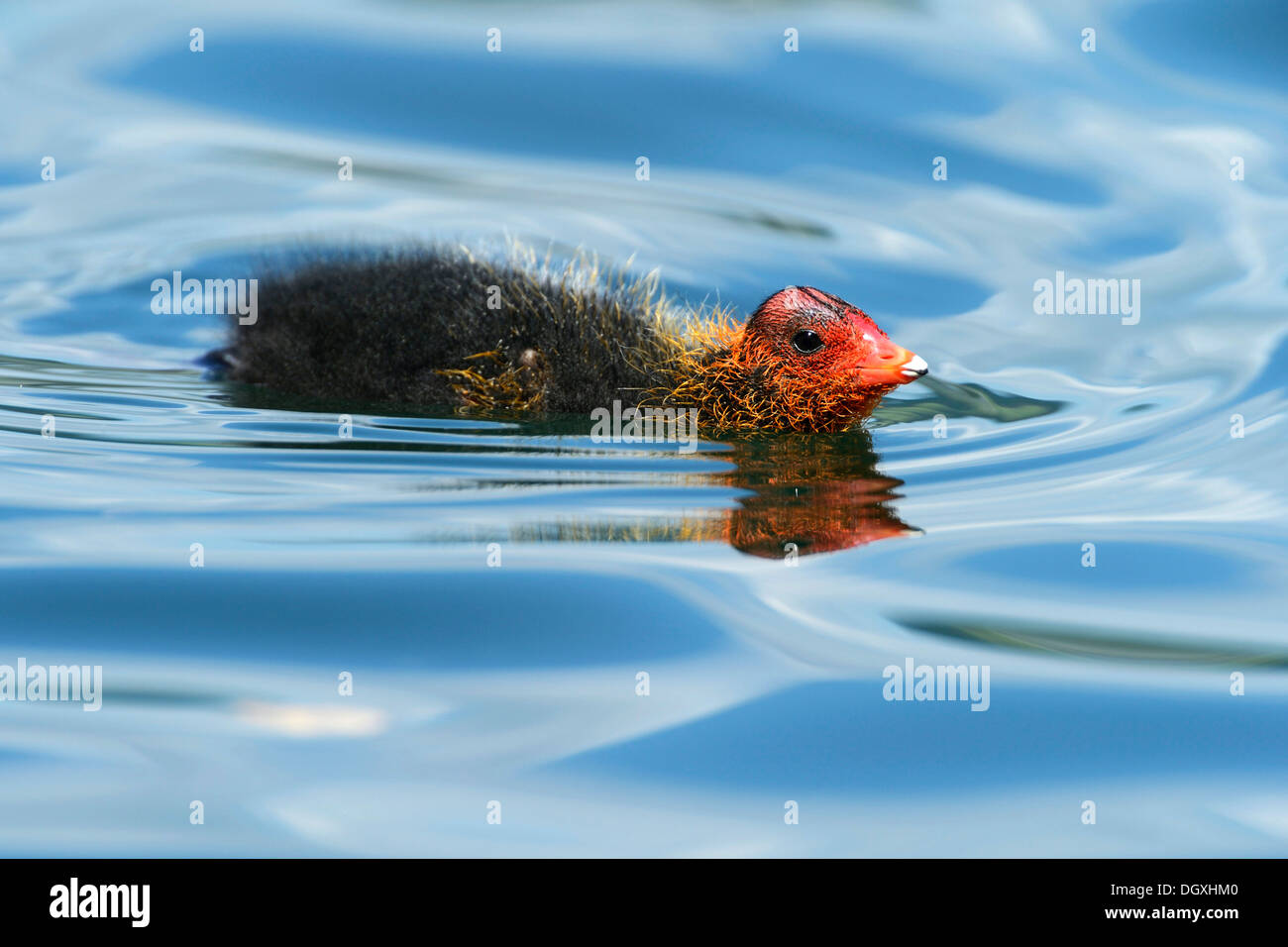 Jeune Foulque macroule (Fulica atra), le lac de Zoug, Zug, Suisse, Europe Banque D'Images