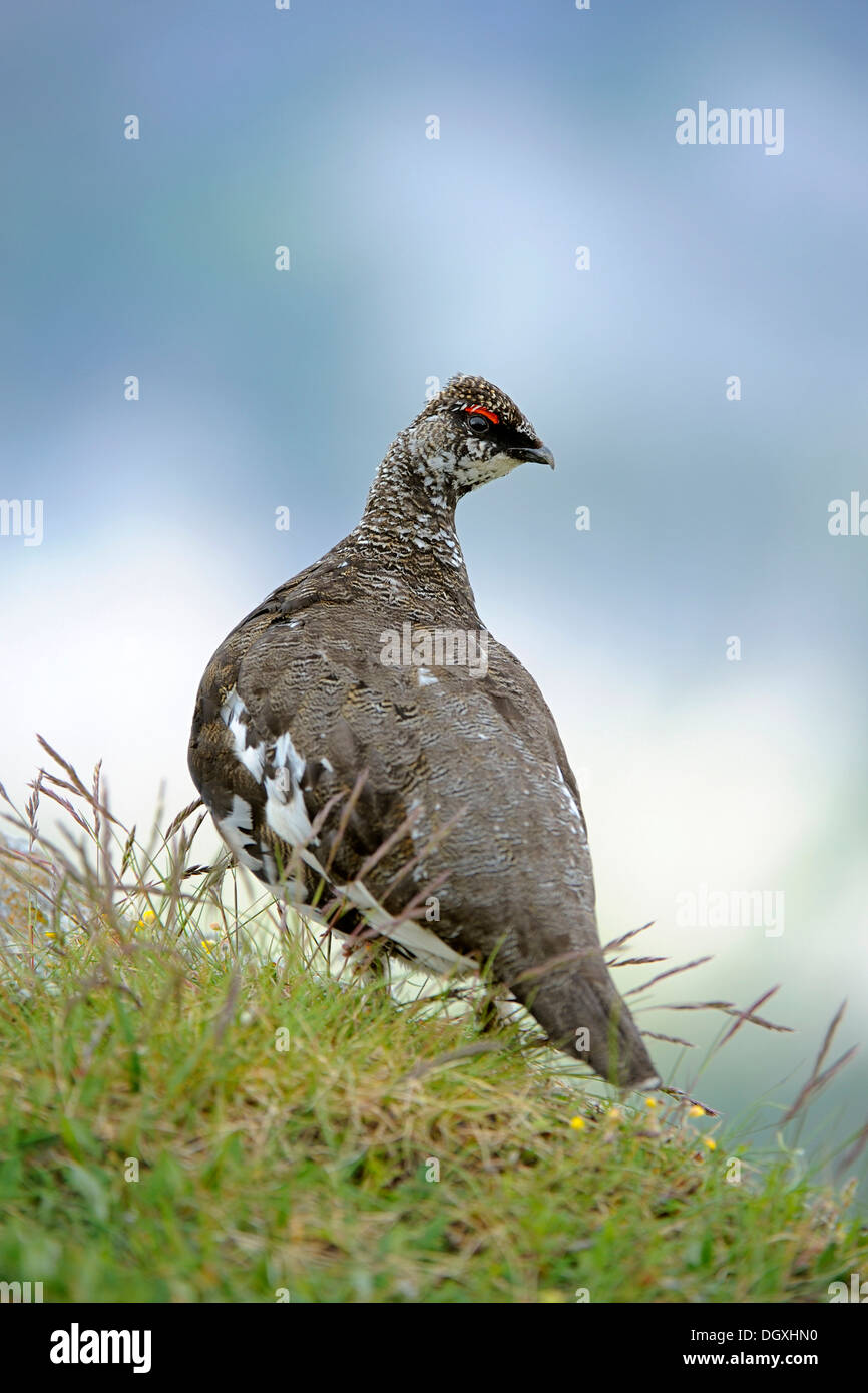 Lagopède ou le lagopède alpin (Lagopus muta), homme, été plumage, perché sur la roche, Wang, Oberland Bernois, Suisse Banque D'Images