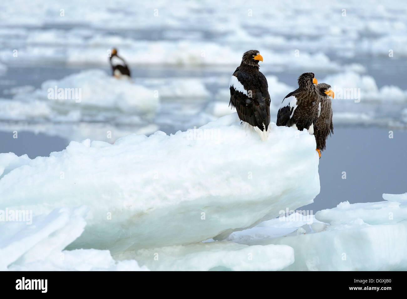 Groupe d'aigles de mer de Steller (Haliaeetus pelagicus) perché sur la glace flottante, Rausu, Menashi, Hokkaido, Japon Banque D'Images