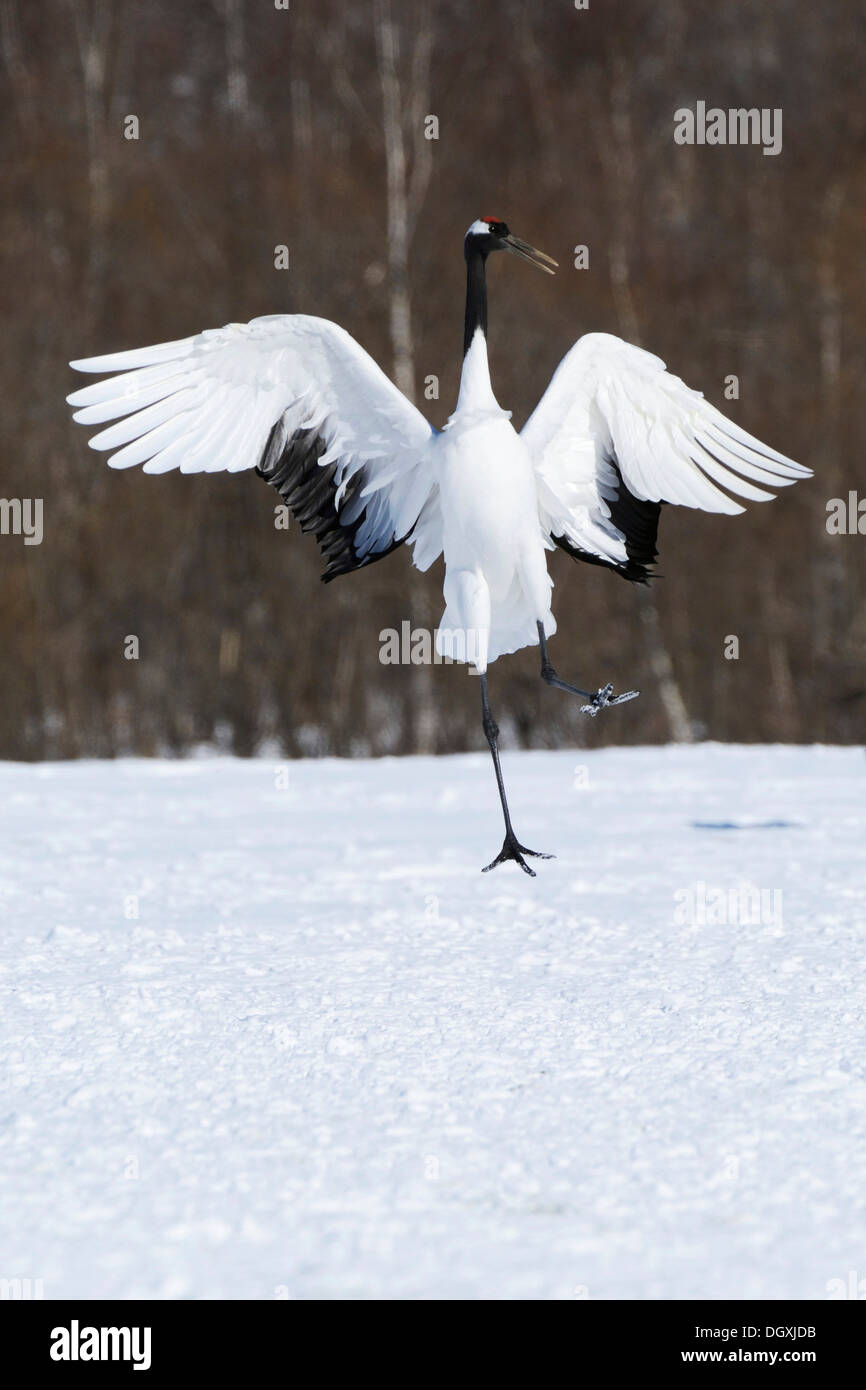 Grue à couronne rouge, Japonais ou Grue Grue Mandchou (Grus japonensis), effectuant une danse d'accouplement Banque D'Images