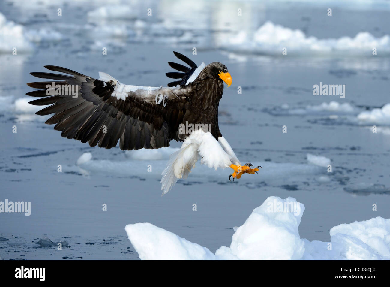 L'aigle de mer de Steller (Haliaeetus pelagicus) en vol au-dessus de glace flottante, approche, atterrissage, Rausu Menashi, Hokkaido, Japon Banque D'Images