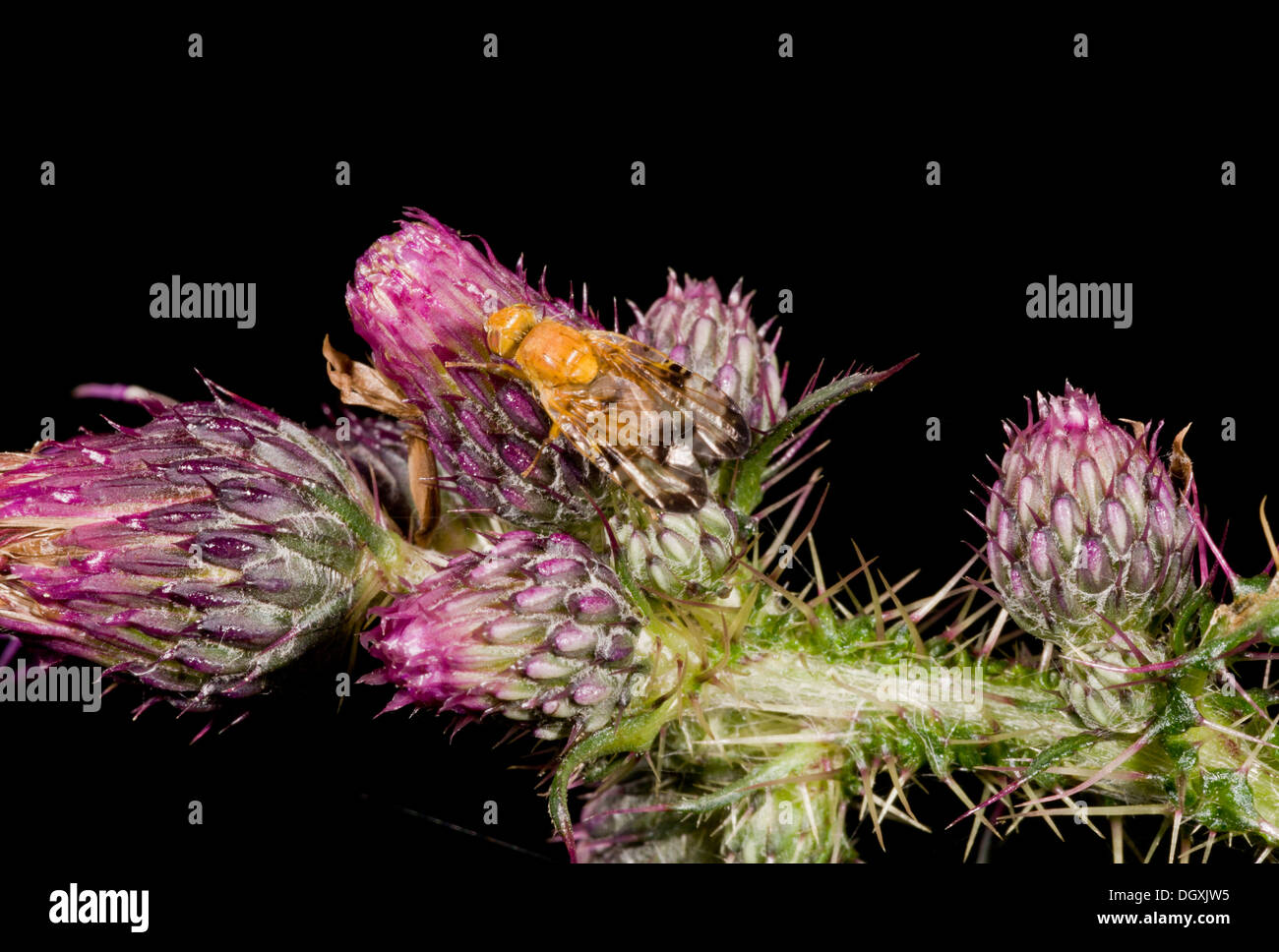 Une photo-winged voler, ou mouche, Xyphosia miliaria sur marsh thistle. Banque D'Images