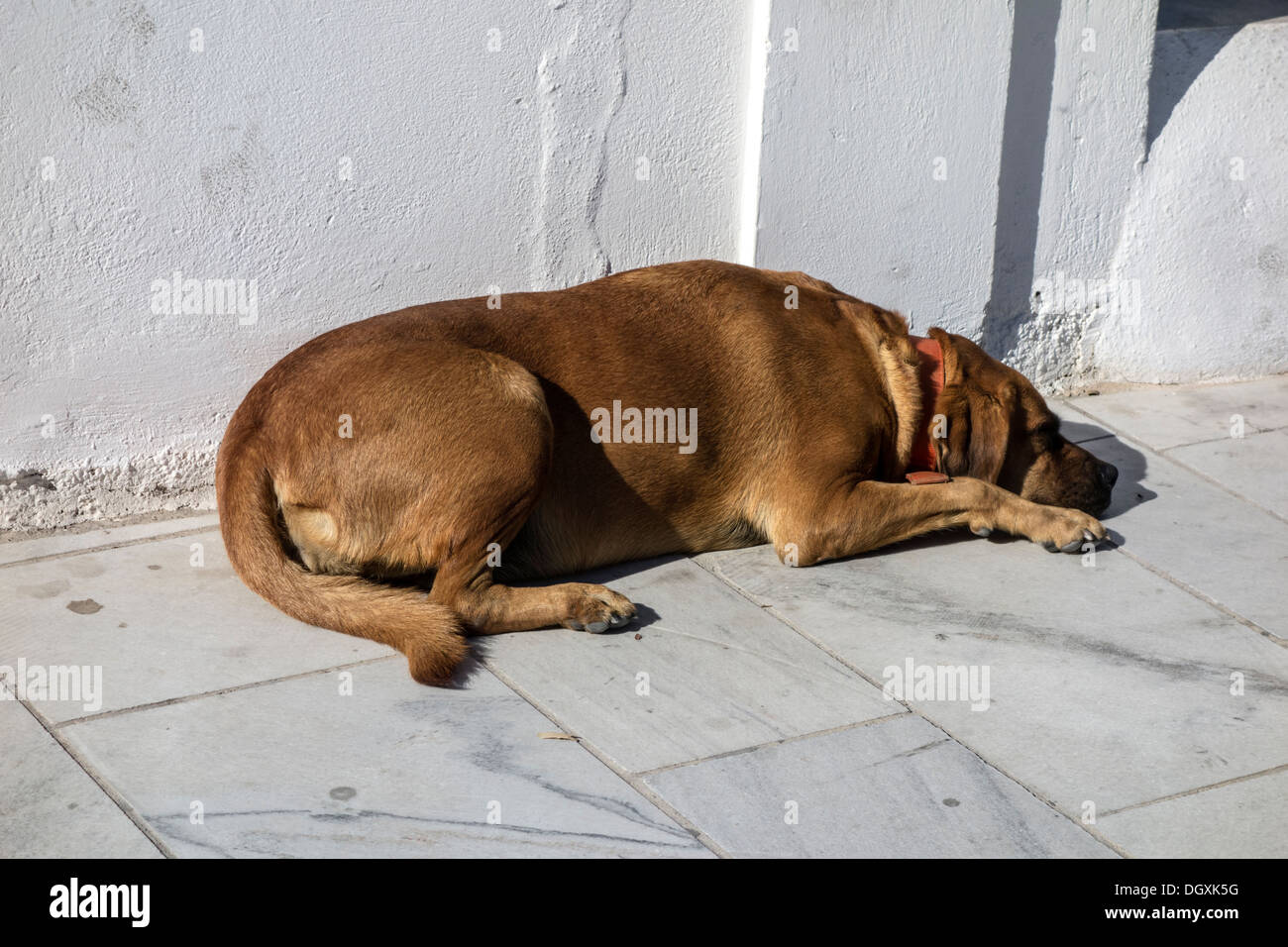 Chien errant dormir dans la rue, Santorin, Grèce Banque D'Images