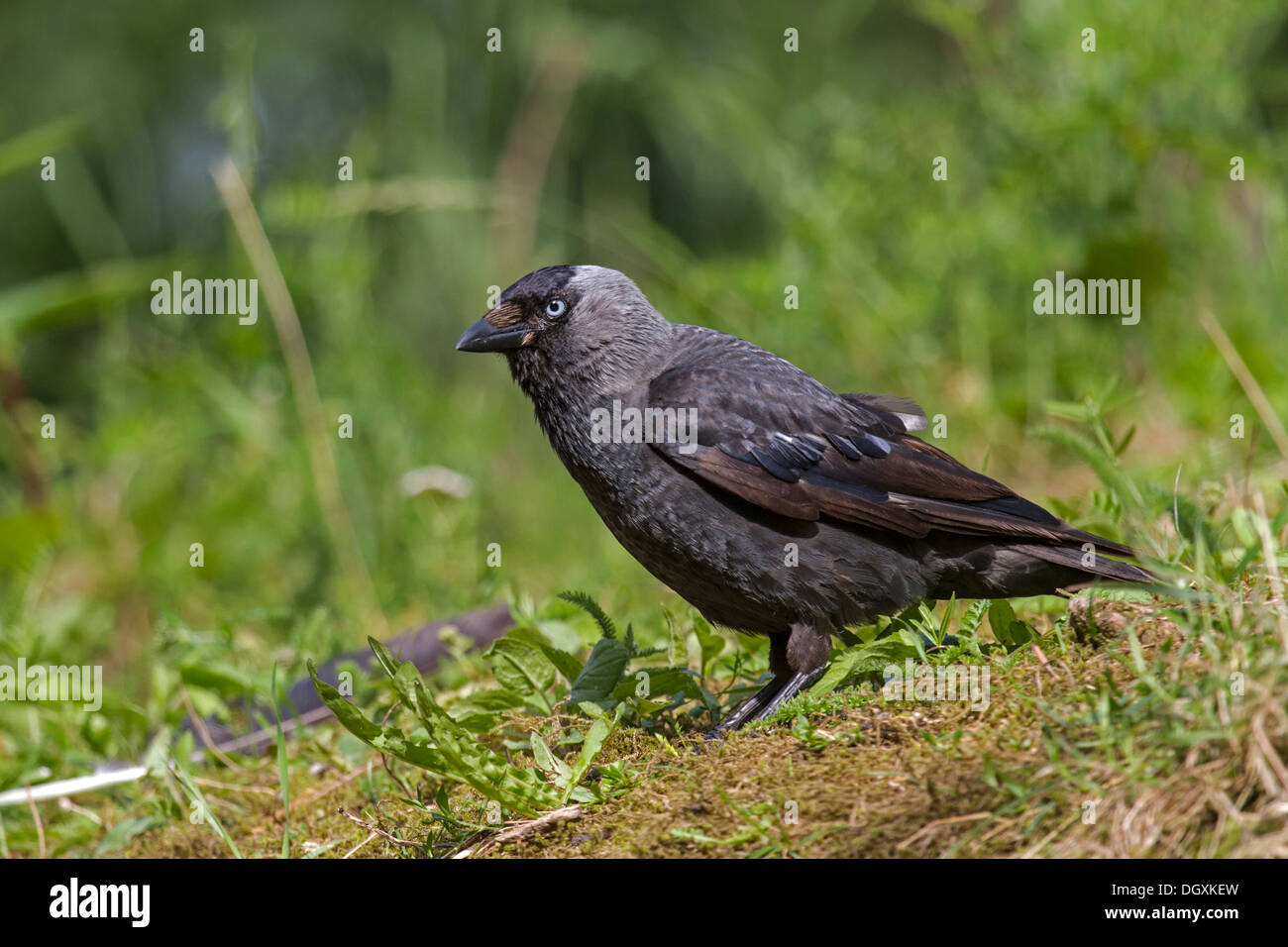 Hooded Crow / Corwus corone Banque D'Images