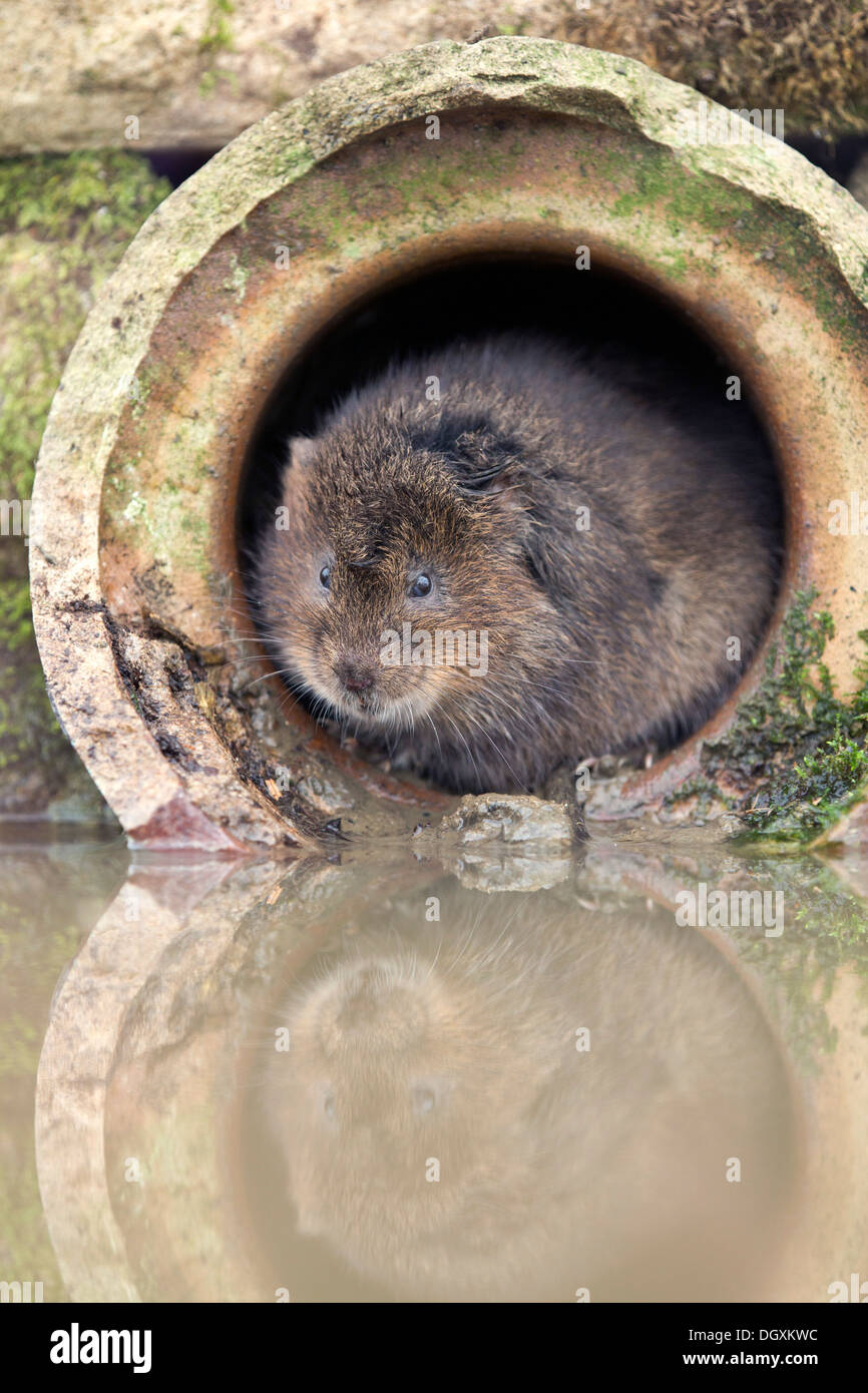 Le Campagnol de l'eau ; Arvicola terrestris ; dans le cas d'un tuyau ; UK Banque D'Images