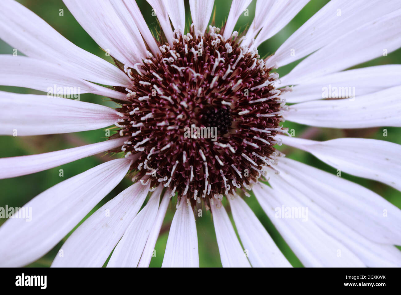 Plan macro sur une fleur Banque D'Images