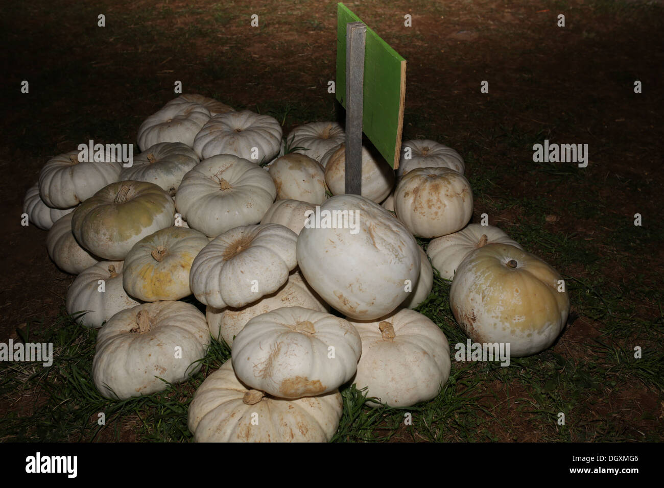 Nouvelle Lune White Pumpkins citrouilles citrouilles Gagnants Automne Automne ferme la récolte de citrouilles Banque D'Images
