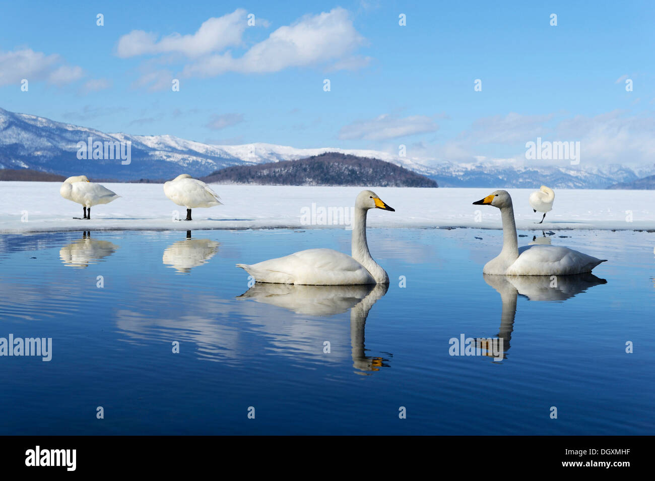 Cygne chanteur (Cygnus cygnus), reflétée dans l'eau, lac Kussharo, Kawayu Onsen, Hokkaido, Japon Banque D'Images