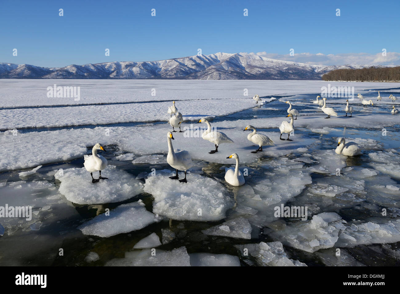 Cygne chanteur (Cygnus cygnus), debout sur la glace, le lac Mashu, Kawayu Onsen, Hokkaido, Japon Banque D'Images