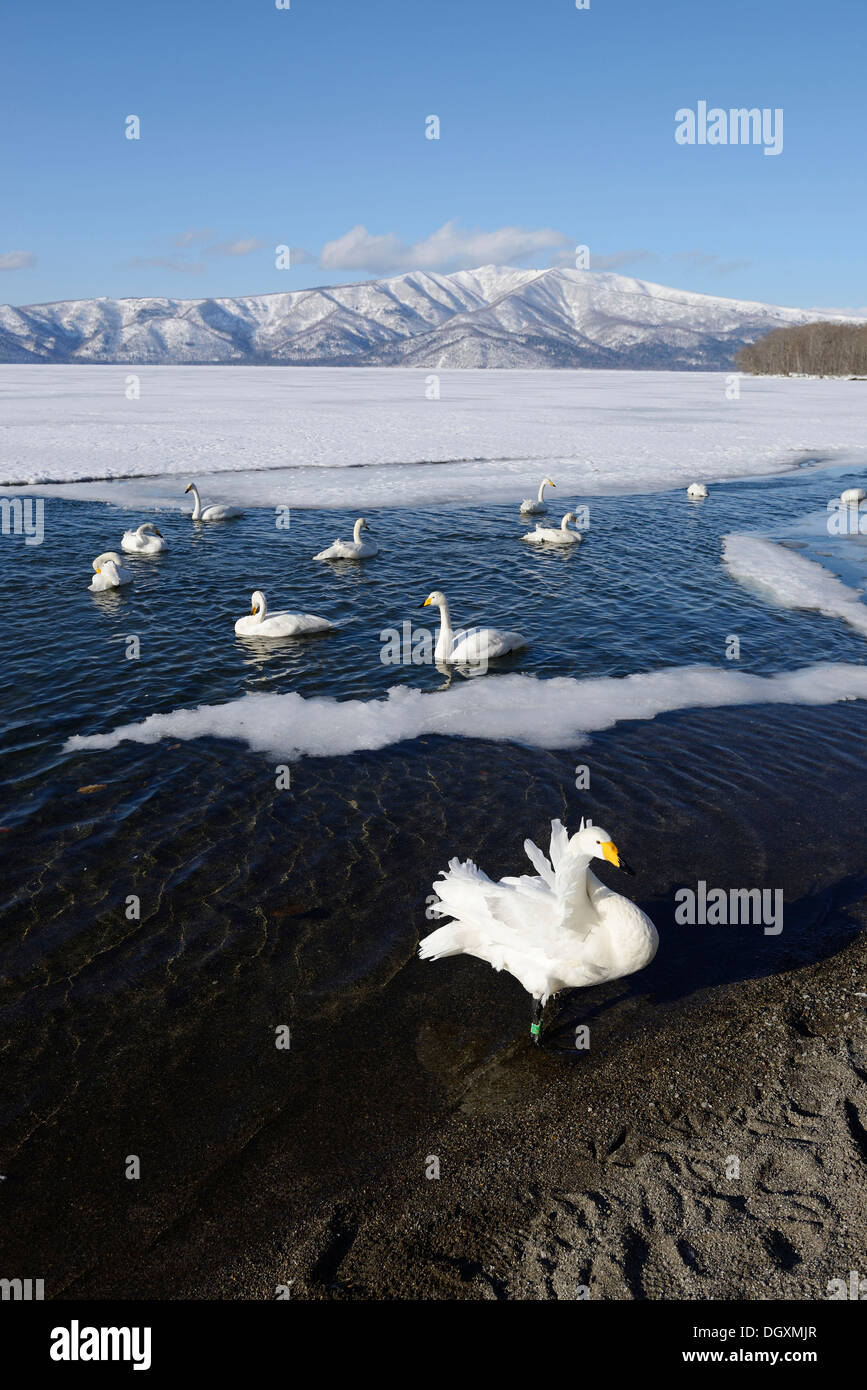 Cygne chanteur (Cygnus cygnus), piscine au bord d'un lac gelé, lac Kussharo, Kawayu Onsen, Hokkaido, Japon Banque D'Images