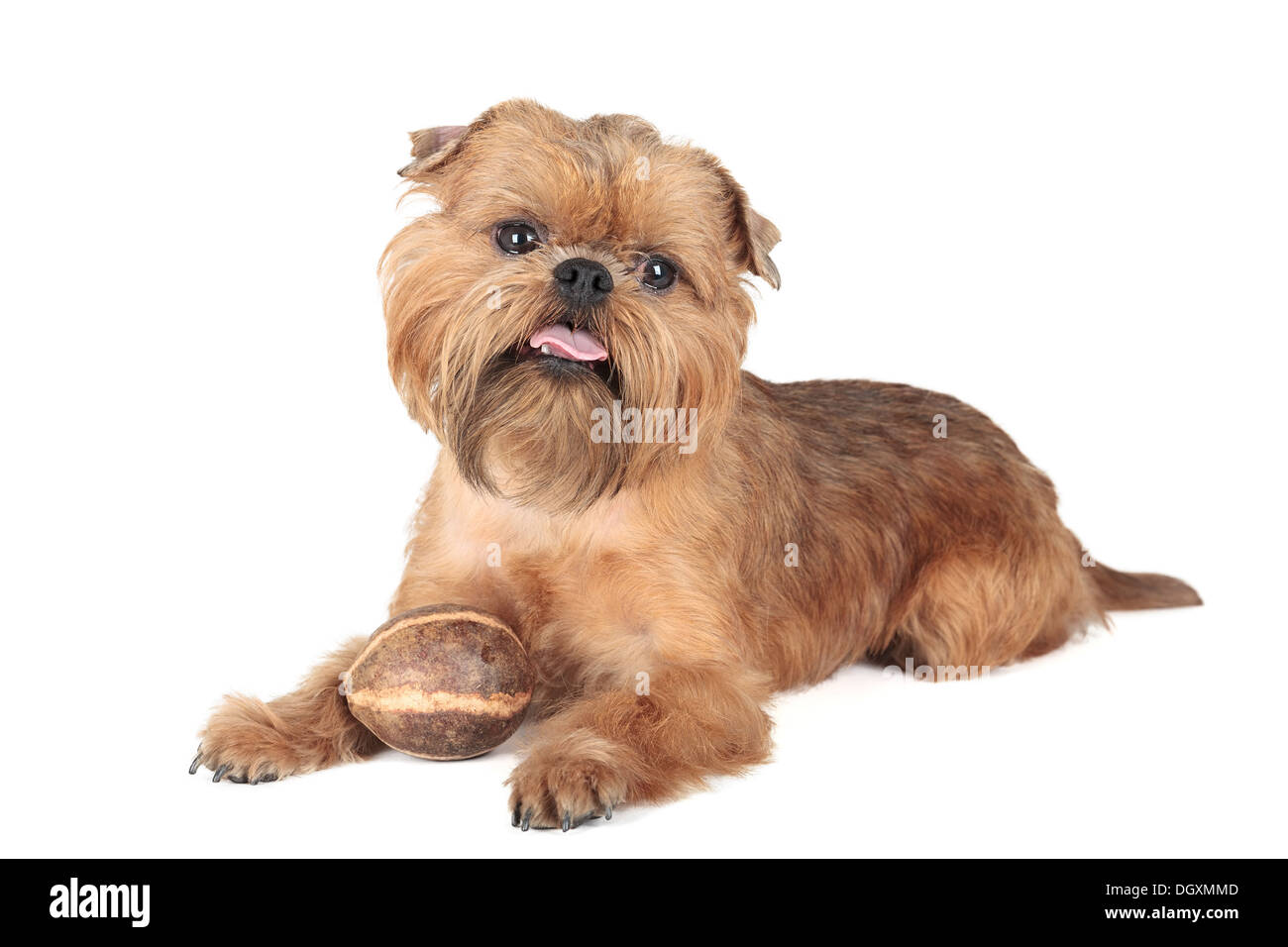 Une race de chien griffin sur fond blanc Banque D'Images