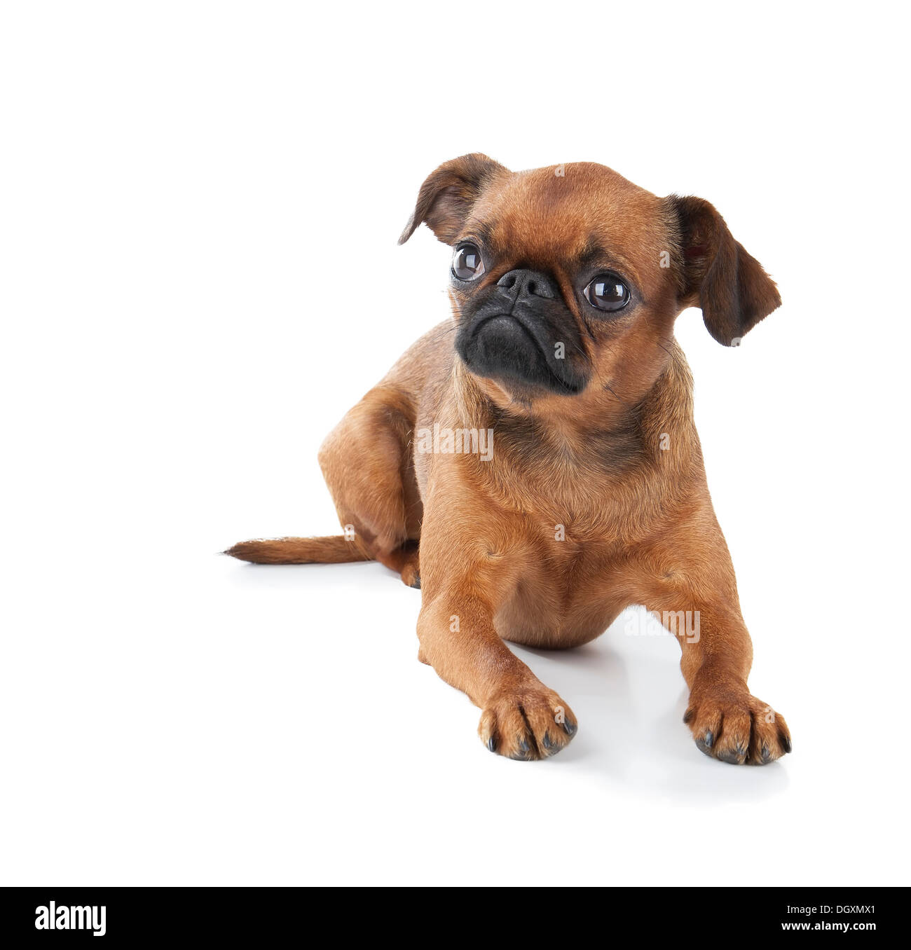 Petit brabancon sur le fond blanc Banque D'Images