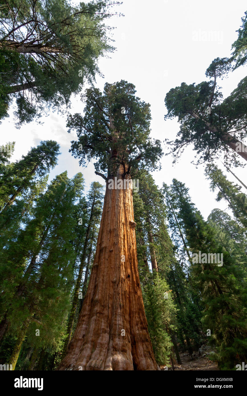 Low angle view of arbres Séquoia géant Banque D'Images