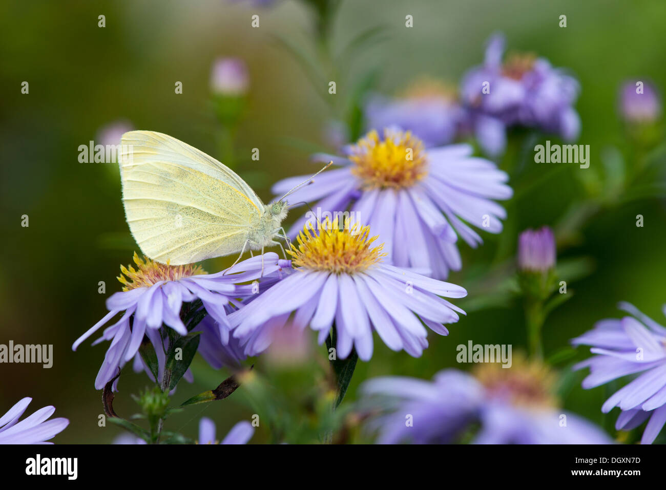 Petit papillon blanc (Pieris rapae) - UK Banque D'Images