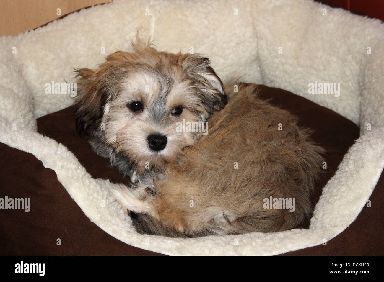 Havanese puppy, 3 mois Banque D'Images