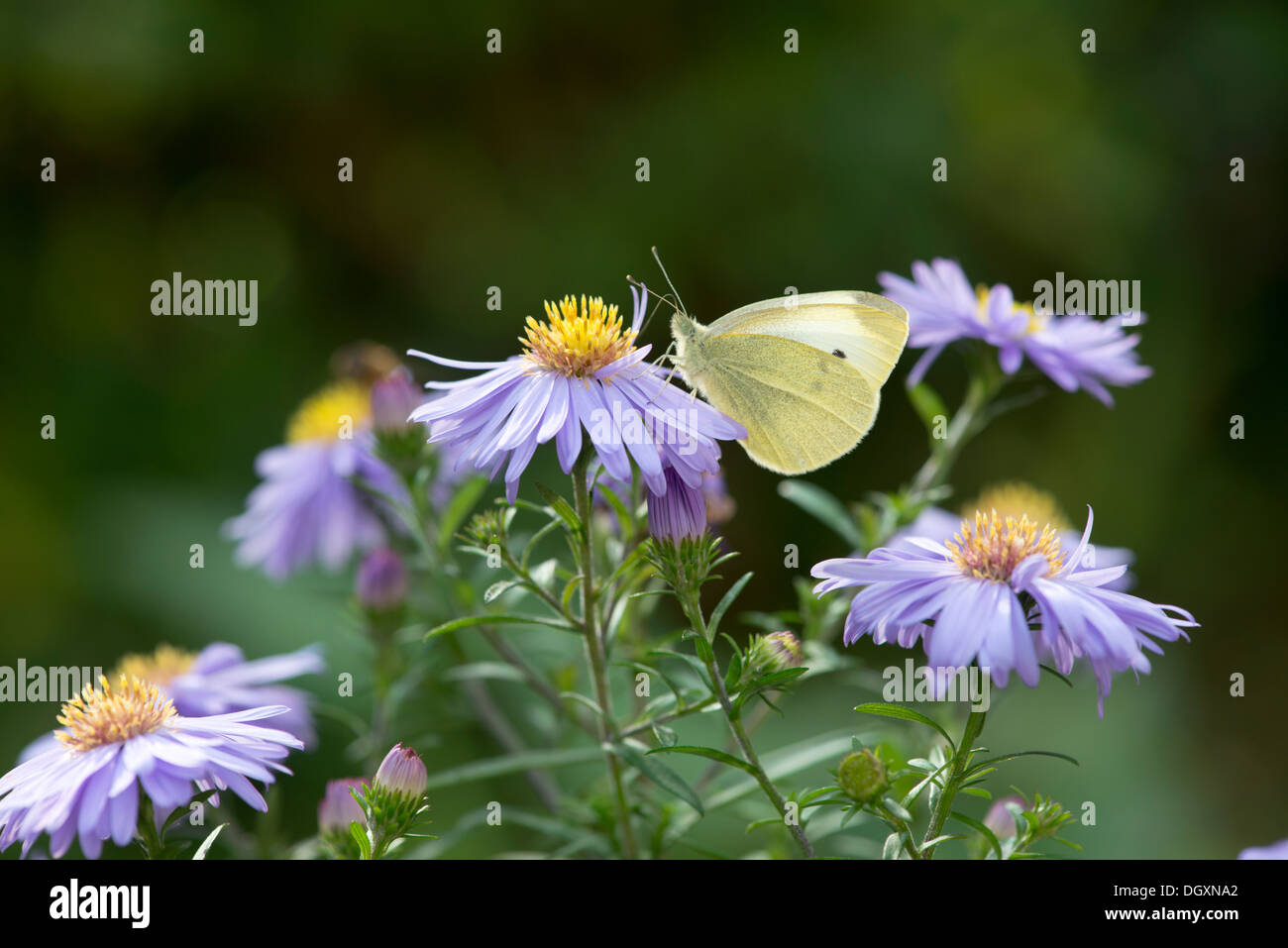 Petit papillon blanc (Pieris rapae) - UK Banque D'Images