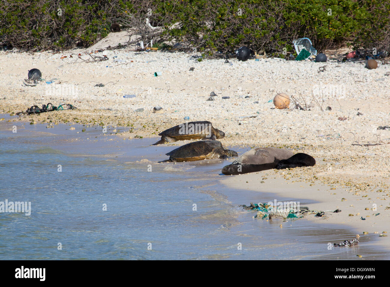 Les phoques moines hawaïens (Neomonachus schauinslandi) et les tortues de mer (Chelonia mydas) se prélassent sur une plage du Pacifique Nord avec des débris marins Banque D'Images
