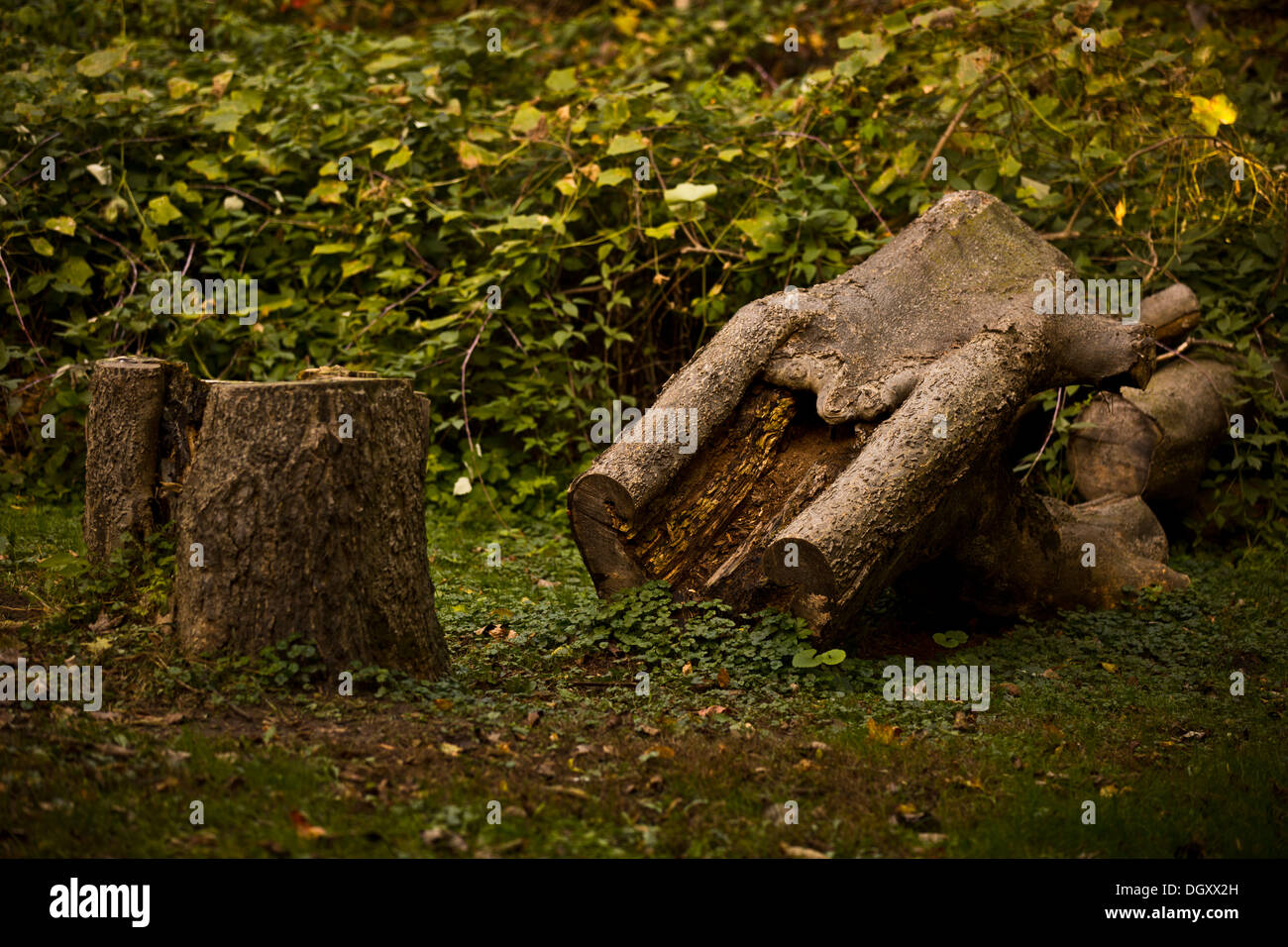 Arbre coupé la Pointe Pelée Leamington Canada Banque D'Images