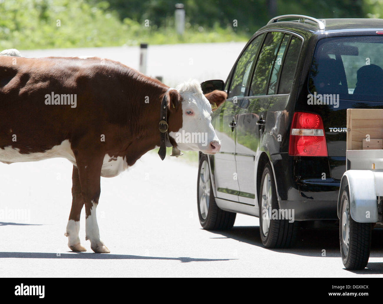 Voiture et une vache sur une route dans le FRA, Tyrol, Autriche, Europe Banque D'Images