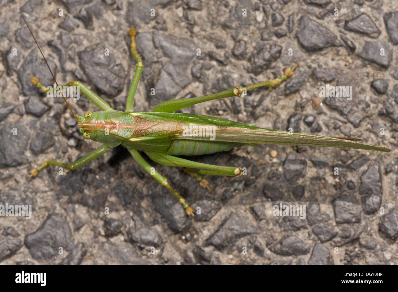 Grand mâle Green Bush-cricket, Tettigonia viridissima, Banque D'Images