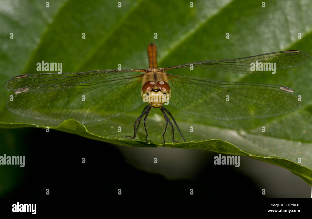 Dard de Ruddy femelle Sympetrum sanguineum libellule, - de front. Banque D'Images