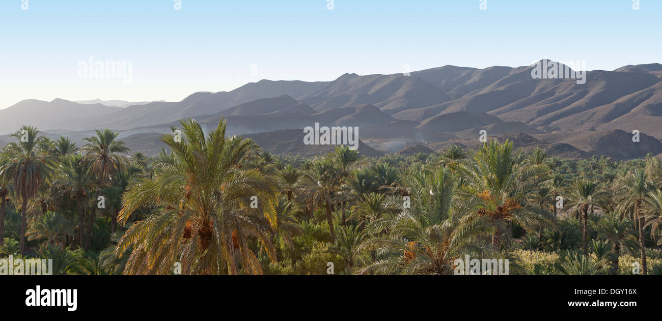 Vue panoramique tourné de brouillard tôt le matin plus de compensation la palmeraie de la vallée du Drâa, sud du Maroc, l'Afrique du Nord Banque D'Images