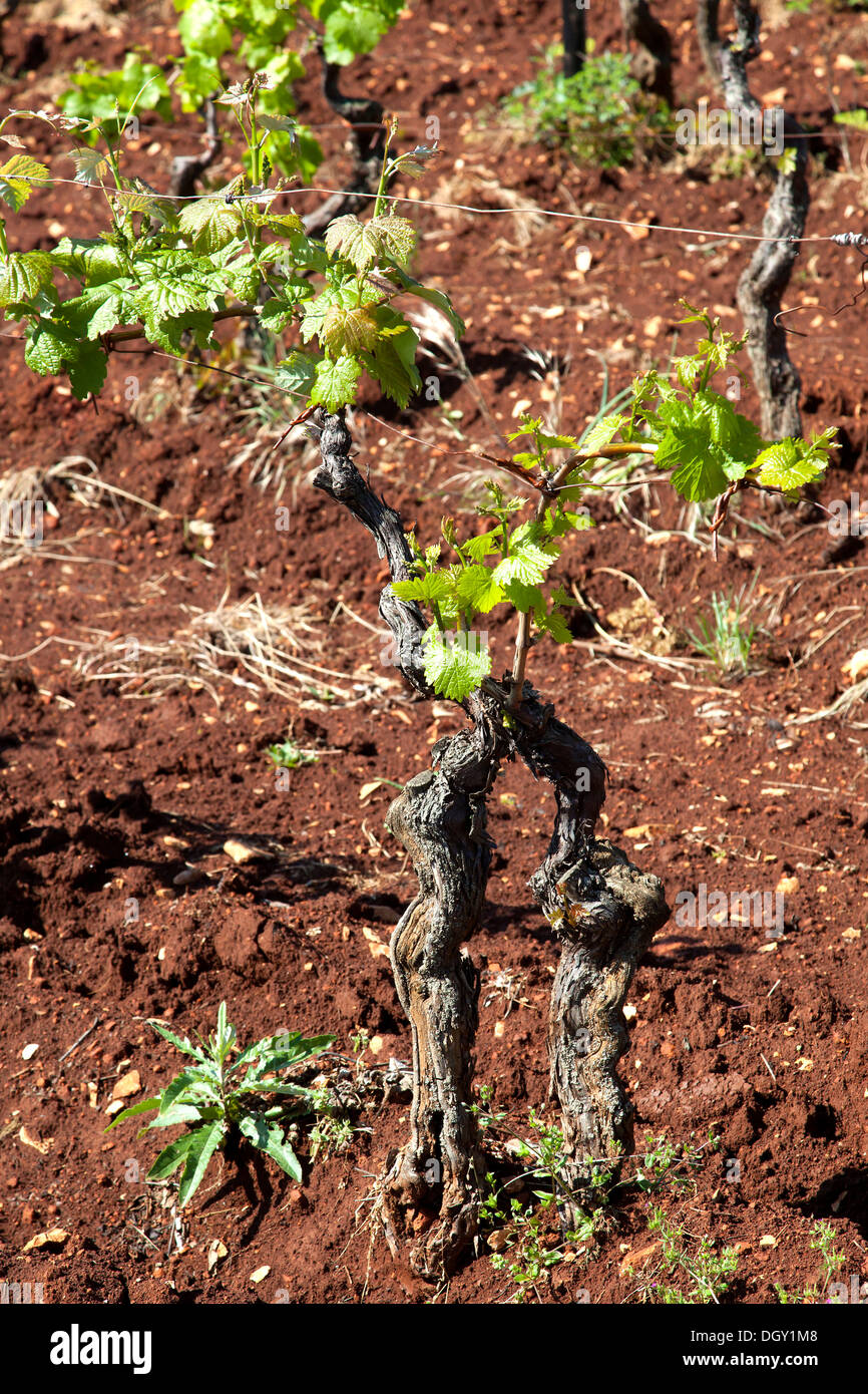 Les jeunes vignes de la variété Teran dans une vigne avec de l'argile rouge près de Rovinj, Istrie, Croatie, Europe, Barban Banque D'Images