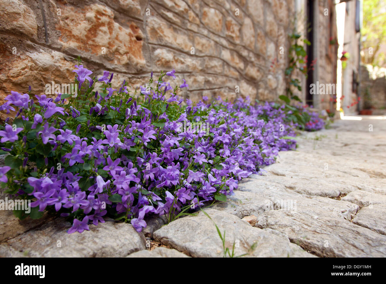 Forget-me-not (Myosotis), poussant dans une ruelle de la ville médiévale de balle, Valle, Istrie, Croatie, Europe, balle, Croatie Banque D'Images
